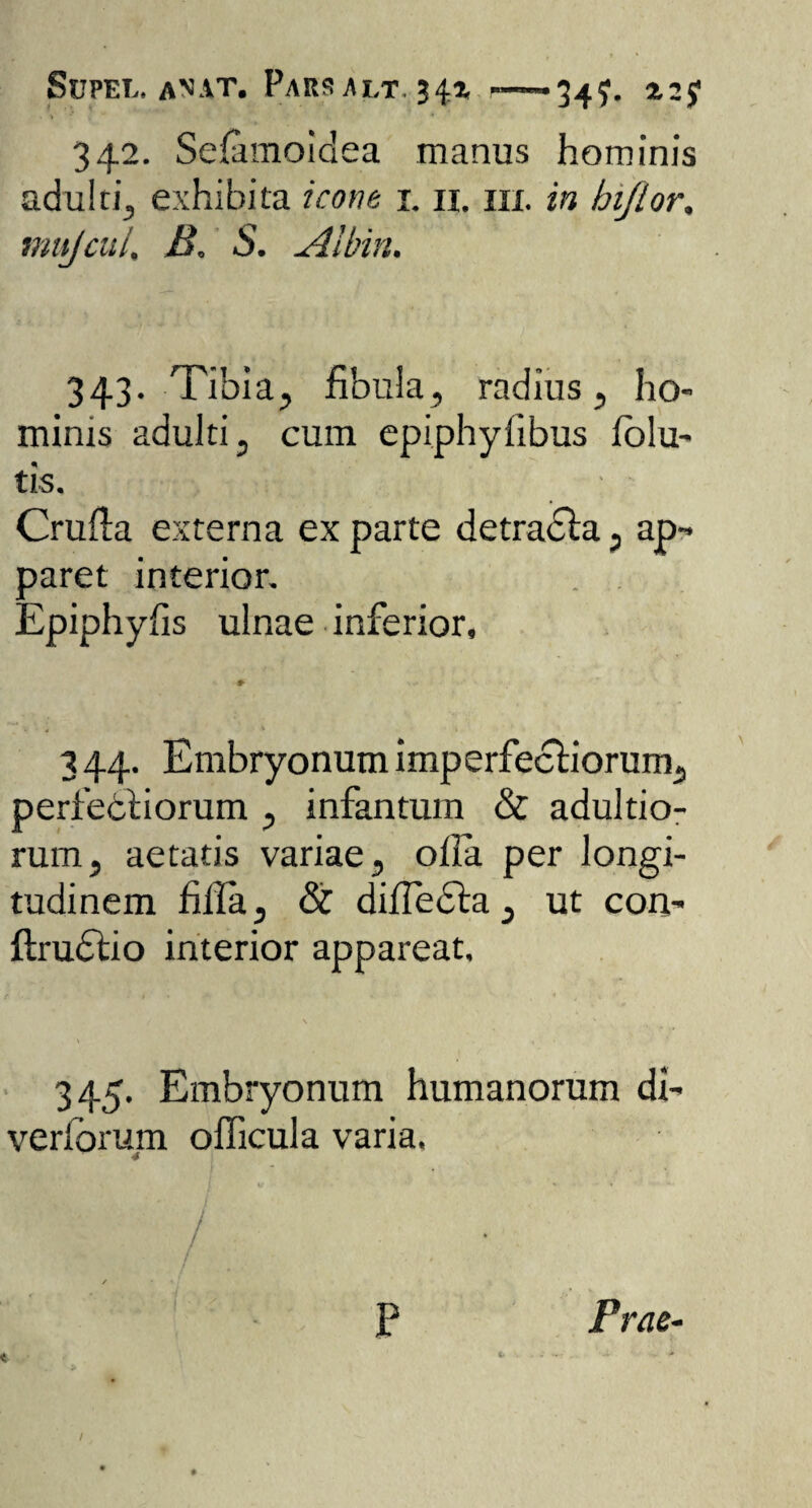 Sdpel. anat. Parsalt 34z -——34?. %2$ 342. Sefamoiclea manus hominis adulti, exhibita icone 1. II. 111. in hi/tor. mu/cui, B. S. Albin, 343. Tibia, fibula, radius, ho¬ minis adulti, cum epiphylibus folu- tis. Cruda externa ex parte detracta, ap¬ paret interior. Epiphyfis ulnae inferior. 344. Embryonum imperfectiorum, perfectiorum , infantum & adultio- rum, aetatis variae, ofia per longi¬ tudinem hila, & diflecta, ut con- ftrudtio interior appareat, 345. Embryonum humanorum di- veriorum officula varia, P Prae- t ' \ «. v . **•*'. ~ > /