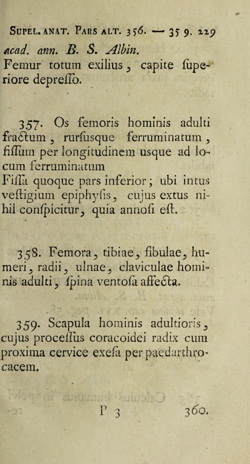 Mad. ann. B. S. Albin. Femur totum exilius capite fupe- riore depreilo. 357. Os femoris hominis adulti fradtum , rurfusque ferruminatum , hilum per longitudinem usque ad lo- cum ferruminatum Filia quoque pars inferior; ubi intus veftigium epiphylis, cujus extus ni¬ hil conlpicitur, quia annofi eft. 358. Femora5 tibiae, fibulae, hu¬ meri , radii, ulnae 5 claviculae homi¬ nis adulti, ipina ventola affecla. 359. Scapula hominis adultions, cujus procelliis coracoidei radix cum proxima cervice exela perpaedarthro- cacem.