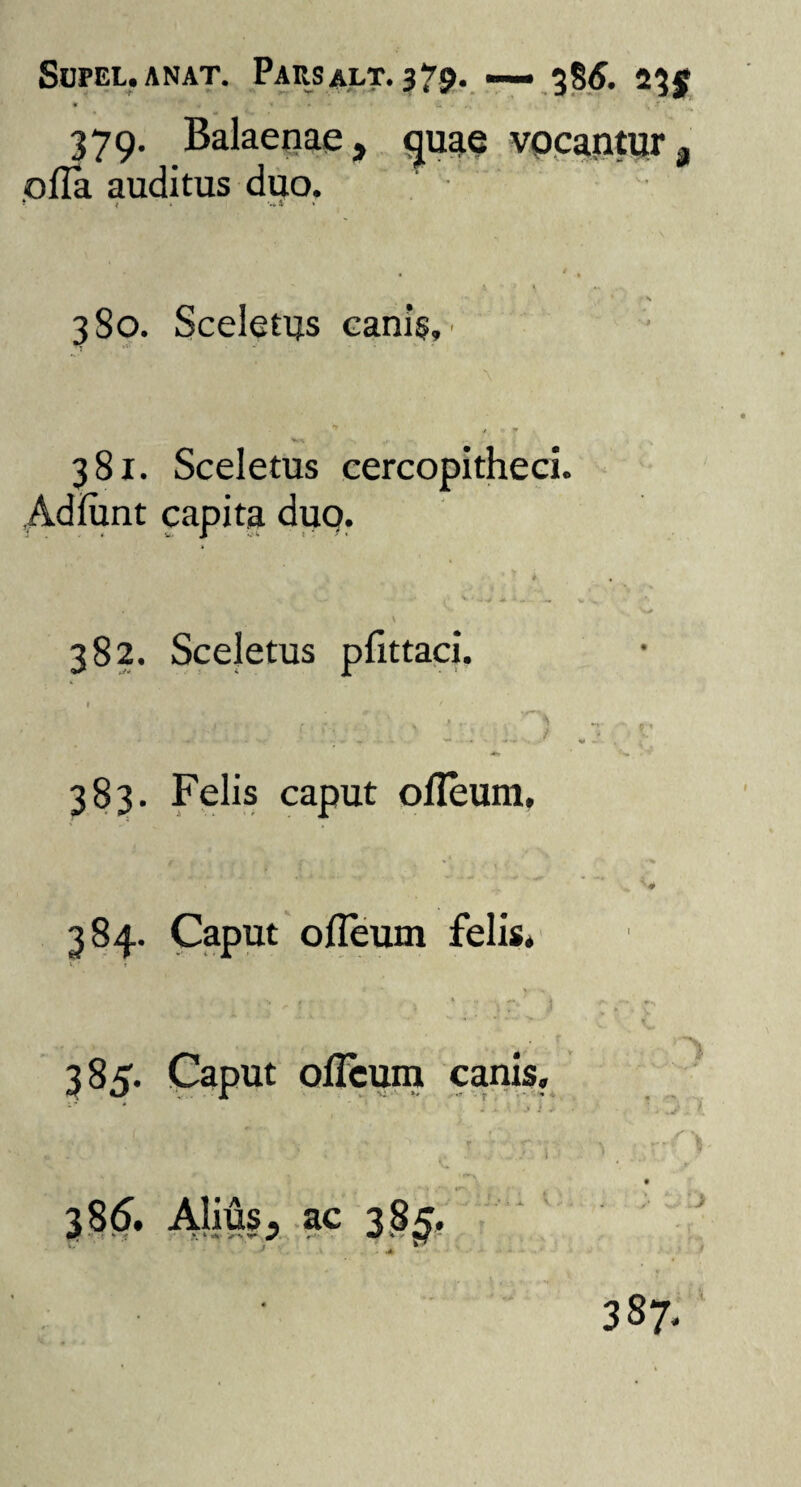 * • * > * ' * « u .• , * ’ 379. Balaenae, quae vocantur, ofla auditus duo. I i w i * 380. Sceletus canis, ■ n » t 9 , 381. Sceletus cercopitheci. Adfiint capita duo. *'« * f Av ^ i* .• 4 L - . \ 382. Sceletus pfittaci. 1 ' t • r < .. • . ’ , •!. • ' V . J,»- w., .. „ . , . I .. , x> : * • » • * ' • I . • - ‘w ^ ••• 383. Felis caput ofleum. 384. Caput ofleum felis* 385. Caput ofleum canis. ./ i 38 6. Alius, ac 385.