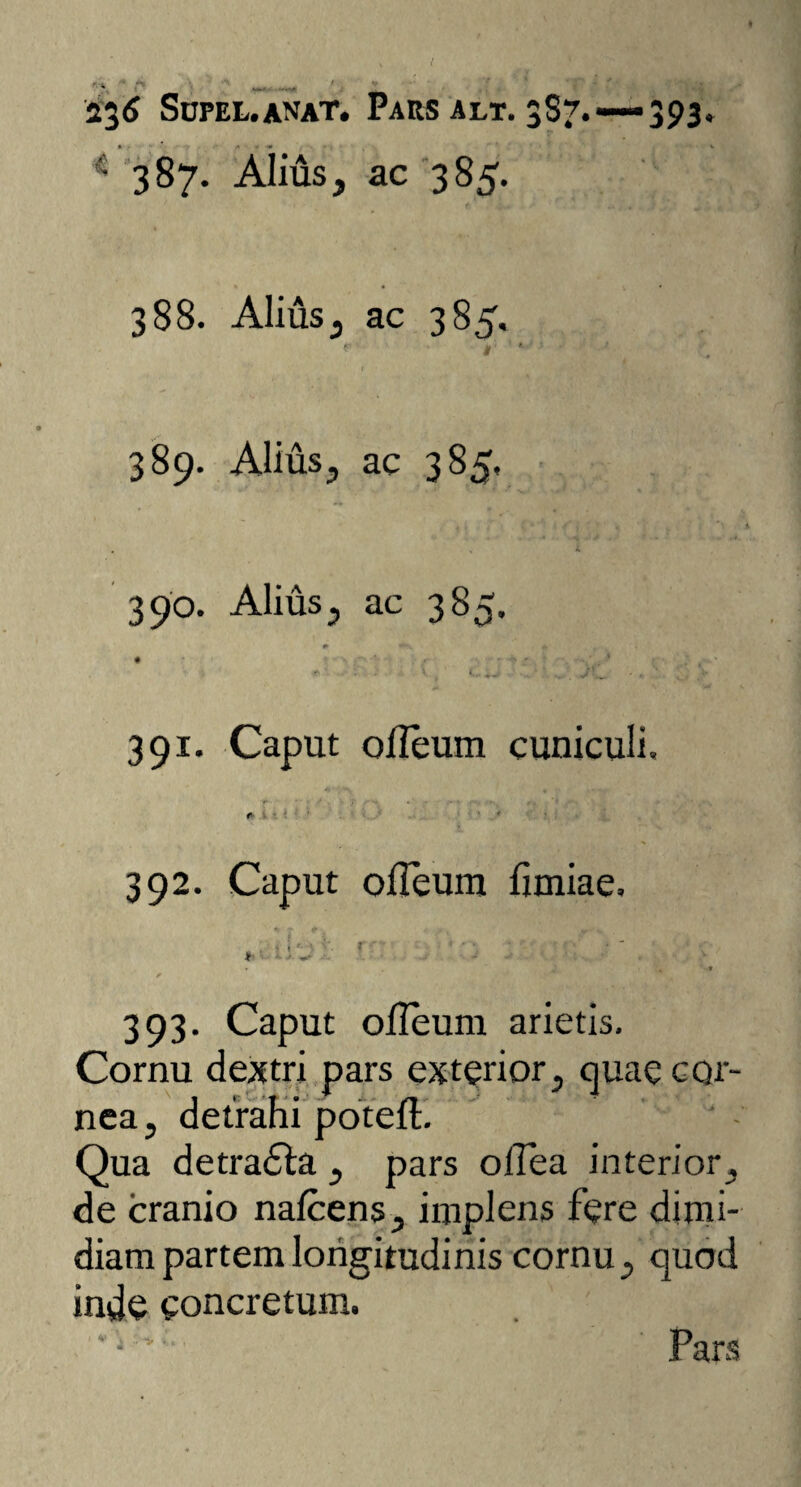 c 387. Alius, ac 385. 388. Alius, ac 385, *”  I' ' 1   389. Alius, ac 385, . i 390. Alius, ac 385. * **’■' #■ , 391. Caput olleum cuniculi. 392. Caput ofleum fixniae. 393. Caput oileum arietis. Cornu dextri pars exterior, quae cor¬ nea, detrahi poteft. Qua detradla , pars ollea interior, de cranio nafcens, implens fere dimi¬ diam partem longitudinis cornu, quod inde concretum. Pars