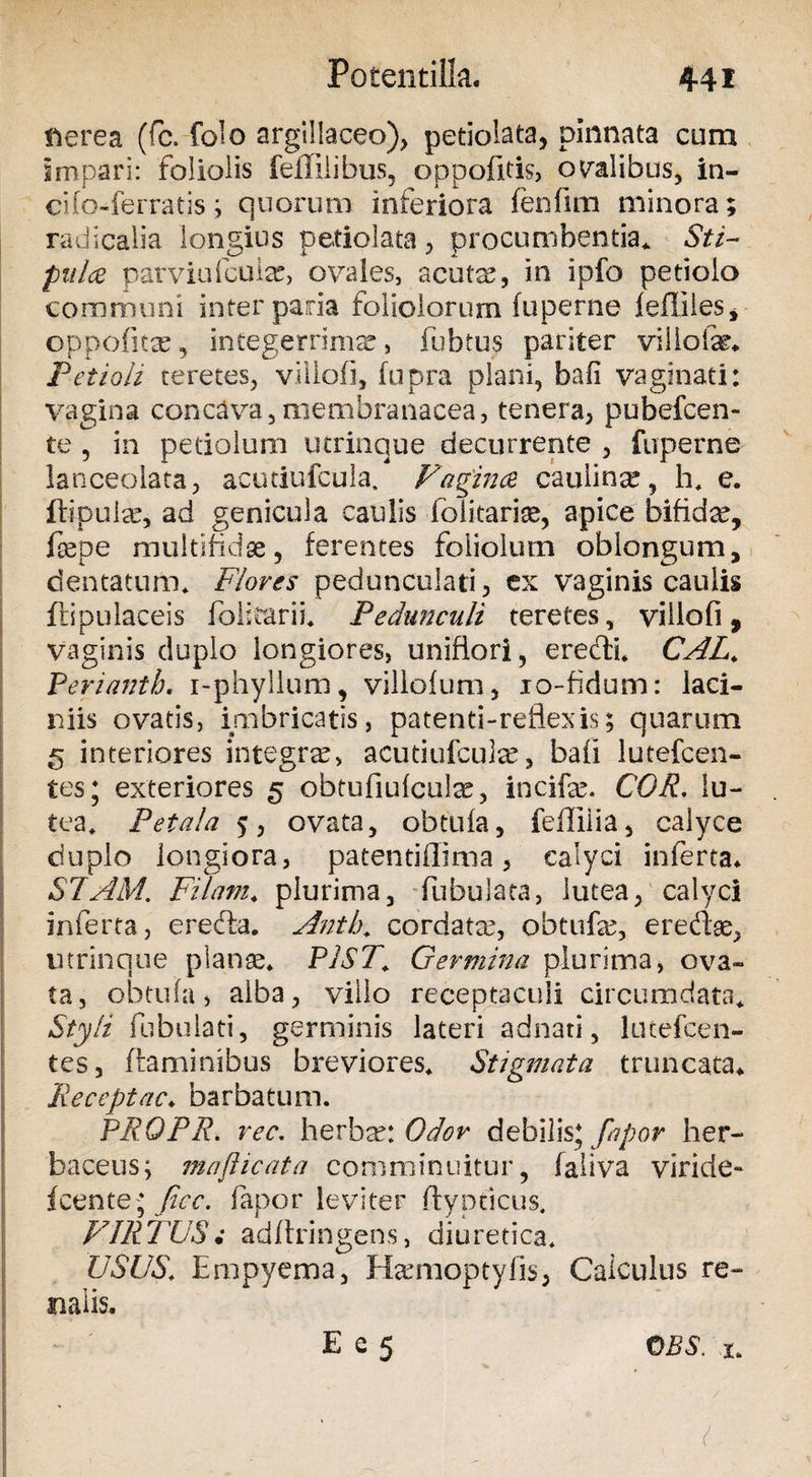 sierea (fc. folo argillaceo), petiolata, pinnata cum impari: foliolis fefTiiibus, oppofitis, oralibus, in- cifo-ferratis; quorum inferiora fenfim minora; radicalia longius petiolata, procumbentia* Sti~ pales parviufcuia?, ovales, acutx, in ipfo petiolo communi inter paria foliolorum fuperne fellites* oppofita? 5 integerrima?, fubtus pariter villofe* Petioli teretes, viliofi, fupra plani, bafi vaginati: vagina concava,membranacea, tenera, pubefcen- te , in petiolum utrinque decurrente , fuperne lanceoiata, acutiufcula. Pagines, cauiina?, h* e. flipulse, ad genicula caulis folitarige, apice bifidae, fiepe multifidae, ferentes foliolum oblongum, dentatum* Flores pedunculati, ex vaginis caulis ftipulaceis fblstarii* Pedunculi teretes, viliofi, vaginis duplo longiores, uniflori, eredi* CAL* Periantb. i-phyllum, villofum, lo-fidum: laci¬ niis ovatis, imbricatis, patenti-reflexis; quarum 5 interiores integra, acutiufcula, bafi lutefcen- tes; exteriores 5 obtufiufcute, incifae. COR. lu¬ tea* Petala 5, ovata, obtufa, feffiiia, calyce duplo longiora, patentiffima, calyci inferta. SRAM, Filam* plurima, fubulata, lutea, calyci inferta, ereda. Antb* cordata?, obtufa?, eredae, utrinque planae* PlST.\ Germina plurima, ova¬ ta, obtufa, alba, villo receptaculi circumdata* Styli fabulati, germinis lateri adnati, lutefcen- tes, flaminibus breviores* Stigmata truncata* 'Receptae* barbatum. PRQPR. rec. herba?: Odor debilis* fapor her¬ baceus; maflicata comminuitur, faliva viride- icente; (icc. fapor leviter flypticus. VIRTUS i adftringens, diuretica* USUS* Empyema, Efemoptyfis, Calculus re¬ nalis* E e 5 OBS. x* i •
