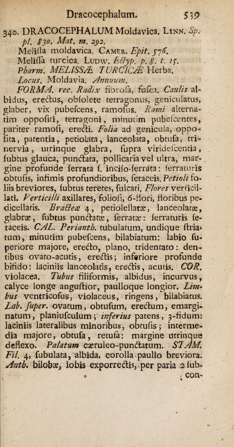 340. DRACOCEPHALUM Moldavica* Linn, Sp* pi 830. Mat. m. 292. Melilla moldavica, Camer. Epit* j7<f* Melifla turcica. Ludw. E&yp. p, 8. t. /;, Pbarm: MEL1SSJE 7URCICM Herba, Locus* Moldavia. Annuum» FORMA* rec,. Radix fibrofa, fufca* Caulis al¬ bidus, erectas, obfolete tetragonus, geniculatus, glaber, vix pubefcens, ramoflis* Rami alterna- tim oppofiti, tetragoni, minutim pubefcentes, pariter ramofi, eredii. Folia ad genicula, oppo- lita, patentia, petiolata, lanceolata, obtufa, tri- nervia, utrinque glabra, fupra viridefcentia, fubtus glauca, pundlata, pollicaria vel ultra, mar¬ gine profunde ferrata f. incifo-ferrata: ferraturis obtufis, infimis profundioribus, fetaceis. Petioli fo¬ liis breviores, fubtus teretes, falcati* Flores verticil- lati. Verticilli axillares, folioli, 6-fiori, floribus pe- dicellatis. BraSlece 4, petioleilatar, lanceoiatse, glabra, fubtus punctatae, ferrara: ferraturis fe¬ taceis. CAL. Periantb. tubulatum, undique (fria¬ tum, minutim pubefcens, bilabiatum: labio fu- periore majore, eredto, plano, tridentato: den¬ tibus ovato-acutis, eredtis; inferiore profunde bifido: laciniis lanceolatis, eredtis, acutis. COR, violacea* Tubus filiformis, albidus, incurvus, calyce longe anguftfor, paulloque longior. Lim¬ bus ventricofus, violaceus, ringens, bilabiatus. Lab. fuper. ovatum, obtufum, erectum, emargi- natum, planiufculum; inferius patens, 3-fidum: laciniis lateralibus minoribus, obtufis; interme¬ dia majore, obtufa, retula: margine utrinque deflexo. Palatum cxruieo-punclatum. SJAM\ FU 4, fubulata, albida, corolla paullo breviora. Anti. biloba^, lobis exporredtis, per paria 2 iiib- . > con-