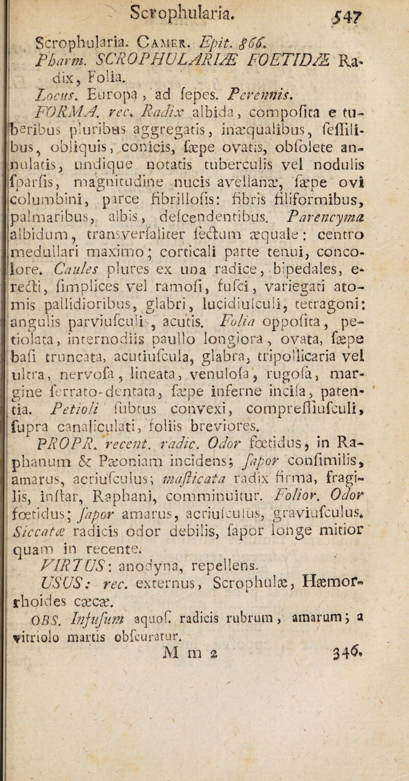 54? | > Scfophularia, Scrophularia. Camer. Epit. Ph arm. SCR OPHULARIJE FOETID/E Ra¬ dix j folia. Locus* Europa , ad fepes. Perennis. FORMA. rec\ Radix albida, compofica e tu— Iberibus pluribus aggregatis, inaequalibus, feffili- bus, obliquis, conicis, fepe ovatis, obfolete an¬ nutatis, undique notatis tuberculis vel nodulis fparfis, magnitudine nucis avellanae, fepe ovi columbini, p.itce fibrillofis: fibris filiformibus, palmaribus, albis, defcendentihus. Parencynui albidum, transverfaliter fecdum aequale: centro medullari maximo; corticali parte tenui, conco¬ lore* Caules plures ex una radice, bipedales, e- redti, fimplices vel ramofi, fulci, variegati ato¬ mis pallidioribus, glabri, lucidiutcuii, tetragoni: angulis parviufcif i , acutis. Folia oppofita, pe- tiolata, internodiis paullo longiora, ovata, fepe bafi truncata, acutiufcula, glabra, tripollicaria vel ultra, nerVofa, lineata, venulofa, rugo (a, mar¬ gine ferrato-dentata, fepe inferne incila, paten¬ tia. Petioli fubtus convexi, Oomprefliufculi» fupra canaliculati, foliis breviores* PR0P1L recent. radie. Odor foetidus? in Ra- phanum & Paeoniam incidens; fapor confimilis» amarus, aeriufculus; mafticata radix firma, fragi¬ lis, inftar, Raphani, comminuitur. Folior. Odor foetidus; fapor amarus, acriuicuius, graviufculus* Siccatce radicis odor debilis, fapor longe mitior quam in recente. FIR 7 US: anodyna, repeliens, USUS: ree. externus, Scrophufe, Haemor¬ rhoides cascax OBS. Injufum aquoC radicis rubrum, amarum; a fitriolo martis obfcuratur*