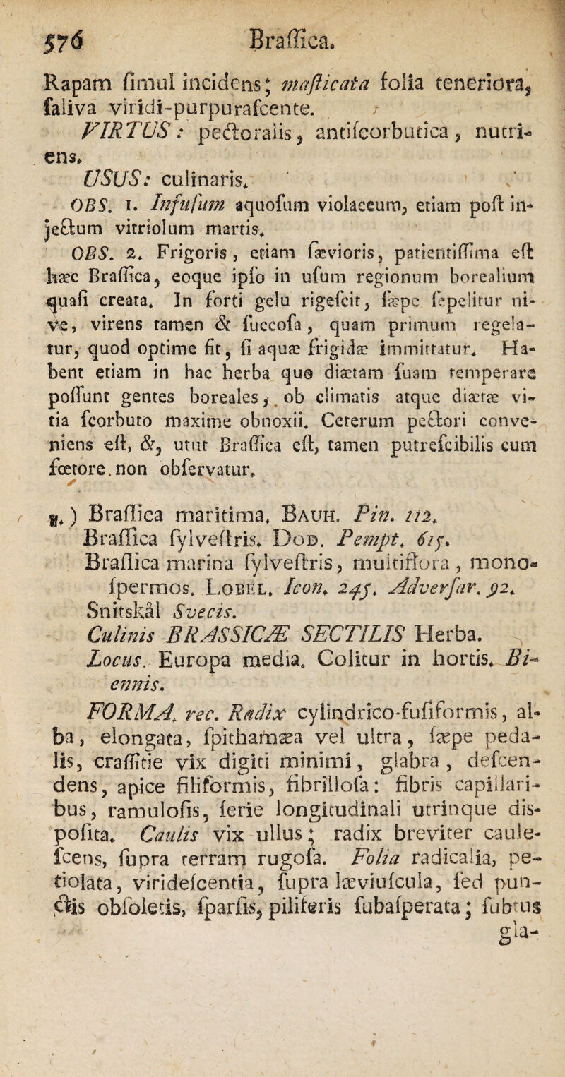 Rapam firnoi incidens; maflicata folia tenerior^ faliva viridi-purpurafcente. VIRTUS; peftoralisj antifcorbutica, nutri¬ ens, USUS: culinaris* f OBS. i. Infufum aquofum violaceum, etiam poft in¬ jectum vitriolum marris* OBS, 2* Frigoris, etiam (aevioris, patientifiima eft haec Brafiica, eoque ipfo in ufum regionum borealium sjuafi creata* In forti gelu rigefcit , fepe fepelitur ni* Ve, virens tamen & fuccofa , quam primum regela¬ tur, quod optime fit, fi aquas frigidas immittatur* Ha¬ bent etiam in hac herba quo diastam iuam temperare pofTunt gentes boreales, ob climatis atque diaetae vi¬ tia fcorbuto maxime obnoxii* Ceterum pectori conve¬ niens eft, &j utut Braffica eft, tamen putrefcibilis cum fotore. non obfervatur* ✓ •> * . u*) Braffica maritima* Bauh. Pin. /75* Braffica fylveftris* Dgd. Pempt* <57y. Braffica marina fylveftris, multiflora, molio* fpermos* Lobel* Icon* 2^j* Adverfar. j?2* Culinis BRASSICA: SECTILIS Herba, Locus. Europa media* Colitur in hortis* BF ennis. FORMA\ rec. Radix cylindrico-fufiformis, al¬ ba, elongata, fpithafriaea vel ultra, fope peda¬ lis, craffitie vix digiti minimi, glabra, defcen- dens, apice filiformis, fibrillofa: fibris capillari¬ bus, ramulofis, ferie longitudinali utrinque dis* pofita* Caulis vix ullus; radix breviter caule- fcens, fupra rerram rugofa. Folia radicalia, pe- dolata, viridefcentia, fupra teviufcula, fed pun- cfe obfoietis, fparfis, piliferis fubafperata; fubtus g!a-