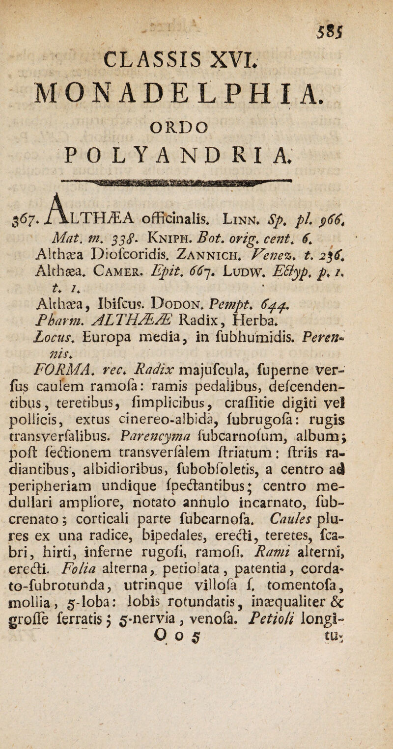 CLASSIS XVI. MONADELPHIA. \ ORDO POLYANDRIA. 367. i^LTHiEA officinalis* Linn* Sp, pl. Mat. m. 338* Kniph. Bot. orig. cent. Althaea Diofcoridis. Zannich* Venez. t. 236* Althaea* Camer. Epit. <^7. Ludw* E&yp. p\ /, £♦ /* Althaea, Ibifcus. Dodon. Pempt. Pbarm. ALTHJEJE Radix, Herba* Locus. Europa media, in fubhumidis. Peren* nis. FORMA, rec. Radix majufcula, fuperne Ver- fus caulem ramofa: ramis pedalibus, defcenden- tibus, teretibus, fimplicibus, craffitie digiti vel pollicis, extus cinereo-albida, fubrugofe: rugis transverfalibns. Parencyma fubcarnofum, album; pofi fedionem transverfalem flriatum: ftriis ra¬ diantibus, albidioribus, fubobibletis, a centro ai peripheriam undique {pedantibus; centro me¬ dullari ampliore, notato annulo incarnato, fub- crenato; corticali parte fubcarnofa» Caules pia¬ res ex una radice, bipedales, erecti, teretes, fca- bri, hirti, inferne rugofi, ramofi* Rami alterni, eredi. Folia alterna, petio ata , patentia, corda- to-fubrotunda, utrinque villofa f. tomentofa, mollia? 5-loba: lobis rotundatis, inaequaliter & grofle ferratis $ g-nervia, venofa. Petioli longi- OO J tU;