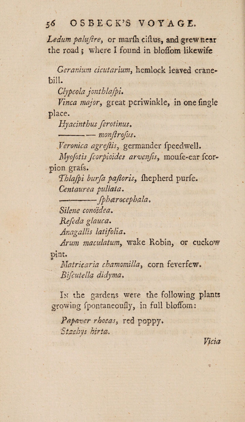 Ledum paluftre, or marfli ciflus, and grew near the road ; where I found in bloffom likewife * ■* Geranium clcutariumy hemlock leaved crane- bill. Clypeola jonthlafpu Vinca major, great periwinkle, in one fingle place. Hyacinthus ferotinus• --— monjlrofus. Veronica agrejiis, germander fpeedwell. My of oils fcorpioides arvenfis, moufe-ear fcor- pion grafs. Lhlafpi burfa pafioris, fhepherd purfe* Centaurea pul lata. —-——fphcerocephala* Silene conoidea, Refeda glauca. AnagaUis iatifolia. jra maculatum, wake Robin, or cuckow pint. Matricaria chamomilla, corn feverfew. Bfcutella didyma• In the gardens were the following plants growing fpontaneoufly, in full bloffom: <• Papaver rhoeas, red poppy* ’Siachys hirta. Vicia