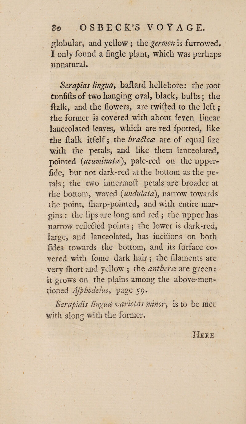 globular, and yellow ; the germen is furrowedp I only found a Angle plant, which was perhaps unnatural. Seraplas lingua, baftard hellebore: the root confifts of two hanging oval, black, bulbs; the ftalk, and the flowers, are twilled to the left; the former is covered with about feven linear lanceolated leaves, which are red fpotted, like the ftalk itfelf; the bradle& are of equal fize with the petals, and like them lanceolated, pointed {acuminata), pale-red on the upper* fide, but not dark-red at the bottom as the pe¬ tals ; the two innermoft petals are broader at the bottom, waved (undulatd), narrow towards the point, fitarp-pointed, and with entire mar¬ gins : the lips are long and red ; the upper has narrow reflected points ; the lower is dark-red, large, and lanceolated, has incilions on both lides towards the bottom, and its furface co¬ vered with feme dark hair; the filaments are very ihort and yellow ; the anthers are green: it grows on the plains among the above-men¬ tioned Afphodehis, page 59. L m > ' \ • Serapidis lingua varietas minor, is to be met With along with the former. Heii