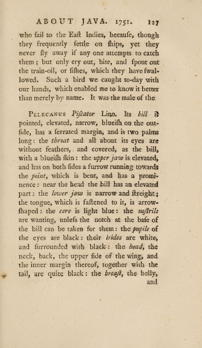 who fail to the Eafl: Indies, becaufe, though they frequently fettle on {hips, yet they never fly away if any one attempts to catch them; but only cry out, bite, and fpout out the train-oil, or fillies, which they have fwal- lowed. Such a bird we caught to-day with our hands, which enabled me to know it better than merely by name. It was the male of the Pelecanus Fifcator Linn. Its bill ft pointed, elevated, narrow, blueilh on the out- fide, has a ferrated margin, and is two palms long: the throat and all about its eyes arc without feathers,, and covered, as the bill, with a blueilh lkin : the upper jaw is elevated* and has on both fides a furrow running towards the point) which is bent, and has a promi¬ nence : near the head the bill has an elevated part; the lower jaw is narrow and ftreightj the tongue, which is faltened to it, is arrow- {haped :• the cere is light blue: the nojlrils are wanting, unlefs the notch at the bafe of the bill can be taken for them: the pupils of the eyes are black: their hides are white, and furrounded with black : the head, the neck, back, the upper fide of the wing, and the inner margin thereof, together with the tail, are quite black; the breajl} the belly, and