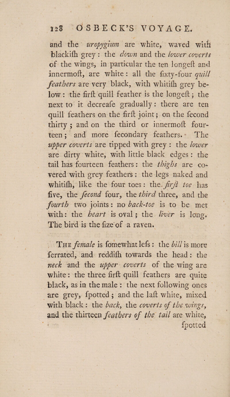 and the Uropygium are white, waved with blackifli grey : the down and the lower coverts of the wings, in particular the ten longed and innermod, are white : all the fixty-four quill feathers are very black, with whitilh grey be¬ low : the fird quill feather is the longed ; the next to it decreafe gradually: there are ten quill feathers on the fird joint; on the fecond thirty ; and on the third or innermod four¬ teen; and more fecondary feathers.* The upper coverts are tipped with grey : the lower are dirty white, with little black edges: the tail has fourteen feathers: the thighs are co¬ vered with grey feathers: the legs naked and whitilh, like the four toes : thz.frjl toe has five, the fecond four, the third three, and the fourth two joints: no hack-toe is to be met with: the heart is oval; the liver is long. The bird is the fize of a raven. The female is fomewhatlefs: the hill is more ferrated, and reddidi towards the head: the neck and the upper coverts of the wing are white: the three fird quill feathers are quite black, as in the male : the next following ones are grey, fpotted ; and the lad white, mixed with black : the hack, the coverts of the wings, and the thirteen feathers of the tail are white, *  fpotted