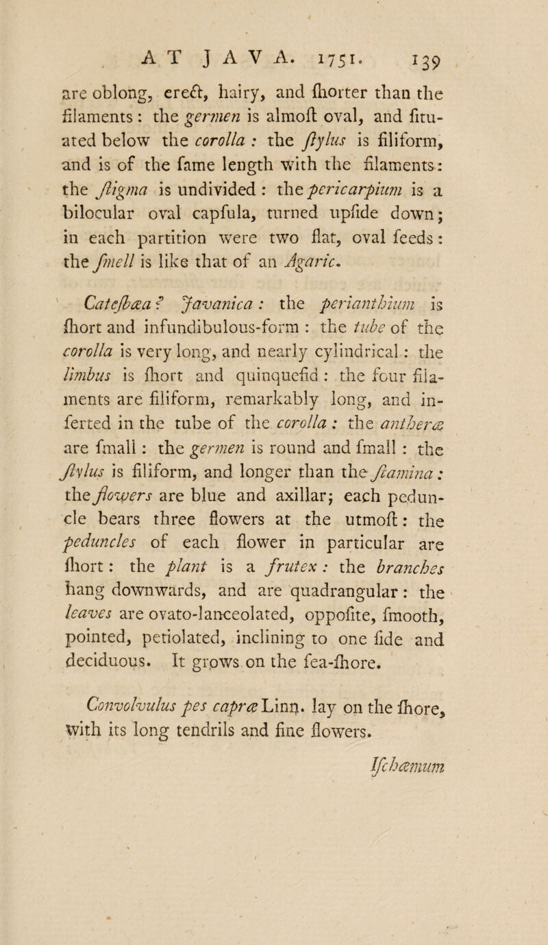 are oblong, ere<fl, hairy, and {hotter than the filaments: the germen is almofl: oval, and fitu- ated below the corolla : the Jlylus is filiform, and is of the fame length v»rith the filaments: the Jligma is undivided : the pericarpium is a bilocular oval capfula, turned upfide down; in each partition were two flat, oval feeds: the fmell is like that of an Agaric. Catejbcea f Javanica: the perianthium is fliort and infundibulous-form : the tube of the corolla is very long, and nearly cylindrical: the limbus is fliort and quinquefid : the four fila¬ ments are filiform, remarkably long, and in¬ ferred in the tube of the corolla : the anther<z are final!: the germen is round and fmall : the Jlylus is filiform, and longer than thq fcamina: the jlowers are blue and axillar; each pedun¬ cle bears three flowers at the utmofi:: the peduncles of each flower in particular are fliort: the plant is a frutex: the branches hang downwards, and are quadrangular: the leaves are ovato-lanceolated, oppofite, fmooth, pointed, petiolated, inclining to one fide and deciduous. It grpws on the fea-ihore. Convolvulus pes caprce Limp lay on the fhore, with its long tendrils and fine flowers. Ifchcemum