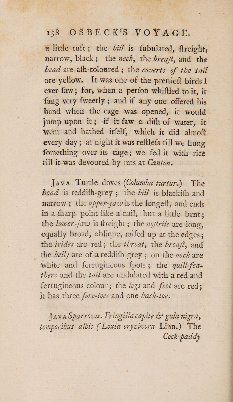 ' • „ x' . > a little tuft; the bill is Tubulated, ftreight* narrow, black ; the neck, the breajl, and the head are afh-coloisred ; the coverts of the tail are yellow. It was one of the prettied birds I ever faw; for, when a perfon whittled to it, it fang very fweetly ; and if any one offered his hand when the cage was opened, it would jump upon it; if it faw a difli of water, it Went and bathed itfelf, which it did almott every day; at night it was reftlefs till we hung fomething over its cage; we fed it with rice till it was devoured by rats at Canton. Java Turtle doves (Columba turturl) The head is reddifti-grey ; the bill is blackifh and narrow ; the upper-jaw is the longeft, and ends in a fliarp point like a nail, but a little bent; the lower-jaw is ftreight; the nojlrils are long, equally broad, oblique, raifed up at the edges; the irides are red ; the throat, the breajl, and the belly are of a reddifti grey ; on the neck are white and ferrugi neons fpots ; the quill fea¬ thers and the tail are undulated with a red and ferrugineous colour; the legs and feet are red; it has three fore-toes and one back-toe. Java Sparrows. Fringillacapite gala nigra, temporibus albis (Loxia oryzivora Linn.) The Cock-paddy