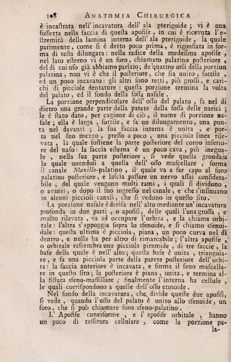 è incafirata nell’ incavatura dell’ ala pterigoide ; vi è una fotte tta nella faccia di quella apofife , in cui è ricevuta Fe- firemità della lamina interna dell’ala pterigoide , la quale parimente, come fi è detto poco prima, è rigonfiata infor¬ ma di teda dilungata: nella radice della medefima apofife , nel lato efierno vi è un foro, chiamato palatino pofieriore , deidi cui ufo già abbiamo parlato; de quattro orli della porzion palatina, non vi è che il pofieriore, che fia unito, Cottile * ed un poco incavato: gli altri fono retti, più groffi, e cari¬ chi di picciole dentature : quella porzione termina la volta del palato , ed il fondo della folla nafale . La porzione perpendicolare dell’ offo del palato , fa nel di dietro una grande parte della parete delia foffa delle narici ; le è fiato dato, per cagione di ciò, il nome di porzione na¬ fale ; ella è larga , Lottile, e fa un dilungamento, una pun¬ ta nel davanti ; la fua faccia interna è unita , e por¬ ta nel fuo mezzo , prefib a poco , una piccioìa linea rile¬ vata , la quale fofiiene la parte pofieriore del corno inferio¬ re del nafo : la faccia edema è un poco cava , più inegua¬ le , nella fua parte pofieriore , fi vede quella grondaja la quale unendoli a quella dell’ offo mafcellare , forma il canale Maxi Ilo-palatino , ih quale va a far capo al foro palatino pofieriore, e lafcia pattare un nervo affai confidera- bile , dal quale vengono molti rami , i quali fi dividono , o avanti, o dopo il fuo ingreffo nel canale, e che s’infinuano in alcuni piccioli canali, che fi vedono in quello fito. La porzione nafale è divifa nell’alto mediante un’incavatura profonda in due parti , o apofifi, delle quali l’una'groffa , e molto rilevata , va ad occupare l’orbita , e la chiama orbi¬ tale : l’altra s’appoggia (opra io sfenoide, e fi chiamo sfenoi- dale : quella ultima è piccioìa, piana , un poco curva nel di dentro, e nulla ha per altro di rimarcabile; falera apofife , o orbitale rafsembrauna piccioìa piramide , di tre faccie , la bafe della quale è nelF alto; quella bafe è unita , triangola¬ re, e fa una piccioìa parte della parete pofieriore dell’orbi¬ ta : la faccia anteriore è incavata, e forma il feno mafcella¬ re in quello fito ; la pofieriore è piana, unita, e termina al¬ la fiffima sfeno-maflillare ; finalmente l’interna ha cellule , le quali corrifpondono a quelle dell7offo etmoide. Nel fondo della incavatura, che divide quelle due apofifi, fi vede , quando follo del palato è unito allo sfenoide, uri foro, che fi può chiamare foro sfeno-palatino. L’ Apofife cuneiforme , e F apofife orbitale , hanno un poco di teffìtura cellulare y come la porzione pa* 111-