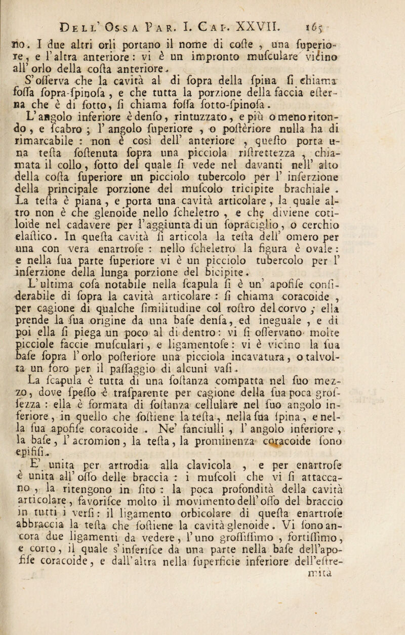 no. I due altri orli portano il nome dì code , una fuperio- re, e l’altra anteriore: vi è un impronto mufculare vi ^ino all’orlo della coda anteriore. S’ofierva che la cavità al di Copra della fpina fi chiamar Coffa fopra-fpioofa , e che tutta la porzione della faccia eder- na che è di Cotto, fi chiama foffa Cotto-CpinoCa. L’angolo inferiore èdenfo, rintuzzato, e più o meno mon¬ do , e fcabro ; 1’ angolo fuperiore , o pofièriore nulla ha di rimarcabile : non è così dell’ anteriore , quedo porta «- na teda fodenuta Copra una picciola ridrettezza , chia¬ mata il collo, Cotto del quale fi vede nel davanti nell’ alto della coda fuperiore un picciolo tubercolo per 1’ inferzione della principale porzione del mufcolo tricipite brachiale . La teda è piana, e porta una cavità articolare, la quale al¬ tro non è che glenoide nello fcheletro , e eh? diviene coti- ioide nel cadavere per raggiunta di un fopraciglio, o cerchio eladico. In queda cavità fi articola la teda dell’ omero per una con vera enartrofe : nello fcheletro la figura è ovale : e nella Cua parte fuperiore vi è un picciolo tubercolo per F inferzione della lunga porzione del bicipite. L’ultima cofa notabile nella fcapula fi è un’ apofife confi- derabile di Copra la cavità articolare : fi chiama coracoide , per cagione di qualche fimilitudine col rodro dei corvo y ella prende la Cua origine da una bafe denfa, ed ineguale , e di poi dia fi piega un poco al di dentro: vi fi ofiervano- molte picciole faccie mufculari, e ligamentofe : vi è vicino la Cua bafe Copra l’orlo poderiore una picciola incavatura, otalvol¬ ta un foro per il paffaggio di alcuni vafi. La fcapula è tutta di una fodanza compatta nel fuo mez¬ zo, dove fpeflb 'è trafparente per cagione della Cua poca grof- fezza : ella è formata di fodanza cellulare nel fuo angolo in¬ feriore, in quello che fodiene la teda, nella fua (pina., e nel¬ la fua apofife coracoide . Ne’ fanciulli , 1’ angolo inferiore , la bafe, l’acroinion, la teda, la prominenza coracoide fono e pi fi fu E’ unita per artrodia alla clavicola , e per enartrofe è unita all’ odo delle braccia : i mufcoli che vi fi attacca¬ no , la ritengono in fito : la poca profondità della cavità articolare, favorifee molto il movimento dell’offo del braccio in tutti i verfi : il ligamento orbicolare di queda enartrofe abbraccia la teda che fodiene la cavità glenoide. Vi fono an¬ cora due ligamenti da vedere, l’uno groffiffimo , fortiffimo, e corto, il quale s’inferifce da una parte nella bafe dell’apo- fik coracoide, e dall’altra nella fuperficie inferiore dell’eftre- mità