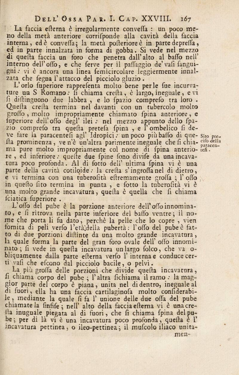 La faccia edema è irregolarmente conveda : un poco me¬ no della metà anteriore corrifponde alla cavità della faccia interna, ed è conveda; la metà poderioreè in parte depreda, ed in parte innalzata in forma di gobba. Si vede nel mezzo di queda faccia un foro che penetra dall’alto al bado nell’ interno dell’odo, e che ferve per il paffaggio de’vafi fangui- gni : vi è ancora una linea femicircolare leggiermente innal¬ zata che fegna l’attacco del picciolo gluzio . L’orlo fuperiore rapprefenta molto bene perle fue incurva; ture un S Romano; fi chiama creda, è largo, ineguale, evi fi didinguono due labbra , e lo fpazio comprefo tra loro . Queda creda termina nel davanti con un tubercolo molto grodo , molto impropriamente chiamato fpina anteriore, e iuperiore dell’odo degl’ ilei ; nel mezzo appunto dello fpa¬ zio comprefo tra queda pretefa fpina , e l’ombelico fi de¬ ve fare la paracentefi agl’ Idropici r un poco piu baffo di que- sito da prominenza , ve n’è un’altra parimente ineguale che fi chia- £'ar° ma pure molto impropriamente col nome di fpina anterio- ìefi, re , ed inferiore ; quelle due fpine fono divife da una incava¬ tura poco profonda. Al di fotto dell’ ultima fpina vi è una parte della cavità cotìloide; la creda s’ingrodànel di dietro, e vi termina con una tuberofìtà edremamente groffa ; 1’ odo , in quedo fito termina in punta , e fotto la tuberofìtà vi è una molto grande incavatura, queda è quella che fi chiama iciatìca fuperiore . L’odo del pube è la porzione anteriore dell’odo innomina¬ to, e fi ritrova nella parte inferiore del bado ventre; il no¬ me che porta li fu dato, perchè la pelle che lo copre , vien fornita di peli verfo l’età-della pubertà: l’odo del pube è fat¬ to di due porzioni didinte da una molto grande incavatura, la quale forma la parte del gran foro ovale dell’ odo innomi¬ nato ; fi vede in quefia incavatura un largo folco, che va o- bliquamente dalla parte edema verfo 1’ interna e conduce cer¬ ti vafi che efcono dal picciolo bacile, o pelvi. La piu groda delie porzioni che divide queda incavatura, fi chiama corpo del pube ; l’altra fichiama il ramo : la mag¬ gior parte del corpo è piana, unita nel didentro, ineguale al di fuori, ella ha una faccia cartilaginofa molto confiderabi- le, mediante la quale fi fa 1’ unione delle due oda del pube chiamatela finfife ; nell’ alto della faccia edema vi è una cre¬ ila inuguale piegata al di fuori, che fi chiama fpina del pu¬ be ; per di là vi è una incavatura poco profonda, queda è F incavatura pettinea, o ileo-pettinea; il mufcolo iliaco unita¬ mene