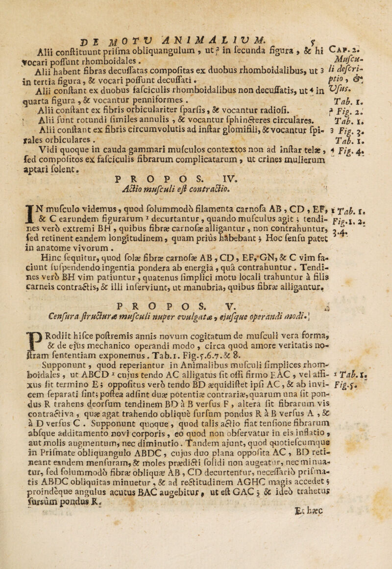 Alii conftitmmt prifma obliquangulum , utf in fecunda figura , & hi Caf.s. focari poffunt rhomboidales. . Alii habent fibras decuffatas compeditas ex duobus rhomboidalibus, ut 3 « defer i- in tertia figura, & vocari poffunt decuffati * ptl° , &l Alii confiant ex duobus fafciculis rhomboidalibus non decuffatis, ut 4 in Vfus. quarta figura , & vocantur penniformes .  Tab. u Alii confiant ex fibris orbiculariter fparfis 9 Se vocantur radioli. f Fig. z» ; Abi funt rotundi fimiies annulis , Sc vocantur fphin&eres circulares. Tab. i* Alii confiant ex fibris circumvolutis ad inftar glomifili, &: vocantujr fpi- 3 Fig. %* yales orbiculares . Tab. i. Vidi quoque in cauda gammari mufculos contextos non ad Inftar tela?, 4 fip. ^ fed compolitos ex fafciculis fibrarum complicatarum, ut crines mulierum aptari folent. P R O P O S. IV* ABio mufculi e fi contractio* IN mufculo videmus , quod folummodb filamenta carnofa AB , CD , EF# i Tab* f• & C earundem figurarum 1 decurtantur , quando mufculus agit; tendi- fip.l. nes vero extremi BH , quibus fibra? carnofa? alligantur , non contrahuntur, fed retinent eandem longitudinem, quam prius habebant ? Hoc fenfu patet * * in an atome vivorum . Hinc fequitur, quod fala? fibra? carnofa? AB , CD, EF,*GN, 8c C vim fa- ciunt luipendendo ingentia pondera ab energia, qua contrahuntur . Tendi¬ nes vero BH vim patiuntur , quatenus limplici motu locali trahuntur a filis carneis contradis, & ilii inferviunt, ut manubria, quibus fibra? alligantur* P R O P O S. V. i Cenfura firu&ura mufculi nuper evulgata , ejufyue operandi modi*] PRodiit hifce poftremis antiis novum cogitatum de mufculi vera forma, & de ejtis mechanico operandi modo , circa quod amore veritatis no- ftram fententiam exponemus . Tab.i. Fig^ Supponunt, quod reperiantur in Animalibus mufculi fimplices rhom¬ boidales , ut ABCD 1 cujus tendo AC alligatos lit offi firmo EAC , vel aftx- r Tab. £« xus iit termino E; oppofitus vero tendo BD a?quidiftet ipfi AC, & ab invi- Fig*f* cem feparati fintjpoftea adlint dua? potentia? contraria?,quarum una fit pon¬ dus R trahens deorfum tendinem BD a B ver fas F , altera fit fibrarum vis contra&iva , qua? agat trahendo oblique furfom pondus R a B verfus A , Se a D verfus C . Supponunt quoque , quod talis aclio fiat tenfione fibrarum abfque additamento novi corporis, eo quod non obfervatur in eis inflatio 9 aut molis augmentum, nec diminutlo. Tandem ajunt, quod quotielcumque in Prifmate obliquangulo ABDC , cujus duo plana oppofita AC , BD reti¬ neant eandem menfuram,&: moles pra?di£H folidi non augeatur, nec minua¬ tur, fed folummodb fibra? obliquae AB , CD decurtentur, neceffarib prifma- tis ABDC obliquitas minuetur, 8t ad rectitudinem AGHC magis accedet 5 proindeque angulus acutus BAC augebitur 9 ut eft GAC \ ideb trahetus fursum pondus Et ha?c