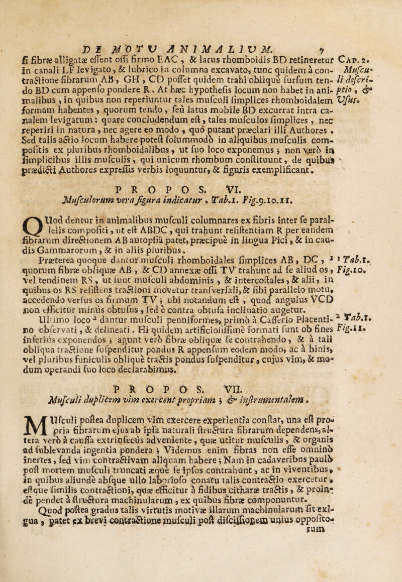 /i fibra; alligata; efient ofii firmo EAC , & lacus rhomboidis BD retineretur Cap. 2. in canali LF Jevigato , & lubrico in columna excavato, tunc quidem a con- Mufcu* tra5Hone fibrarum AB, GH , CD pofTet quidem trahi oblique furfum cen- li defcri- do BD cum appenfo pondere R . At hgec hjpothefis locum non habet in ani- ptio , &* malibus , in quibus non reperiuntur tales mufculi fimplices rhomboidalem Vfus* formam habentes , quorum tendo, feu latus mobile BD excurrat intra ca¬ nalem levigatum: quare concludendum eft , tales mufculos fimplices , nec reperiri in natura, nec agere eo modo , quo putant praeclari illi Authores • Sed talis a£fio locum habere poteft folummodb in aliquibus mufculis com- pofitis ex pluribus rhomboidalibus , ut fuo loco exponemus * non v0erb in fimplicihus illis mufculis, qui unicum rhombum conftituunt, de quibuir v pra?di$li Authores expxeffis verbis loquuntur, & figuris exemplificant. P R O P O S. VI. Mafculorum verajigura indicatur » Tab.i. Fig.9,10.11* Ollod dentur in animalibus mufculi columnares ex fibris inter fe paral¬ lelis compofiti, ut eft ABDC, qui trahunt refiftentiam R per eandem fibrarum dire£honem ABaucopfia patet, praecipue in lingua Pici, Sc in cau¬ dis Gammarorum, St in aliis pluribus * Praeterea quoque dantur mufculi rhomboidales fimplices AB, DG, 1 xTah,t^ quorum fibras obliqua? AB , & CD annexae olli XV trahunt ad fe aliud os, Fig*io® Vel tendinem RS, ut £unt mufculi abdominis , St intercoftales, Sc alii, in quibus os RS refiftens tractioni rnoVetur cranfverfali,& fibi parallelo motu, accedendo ver fu s os firmum XV 5 ubi notandum efi , quod angulus VCD gion efficitur miniis obtufus , led e contra obtufa inclinatio augetur. Ultimo loco 3 dantur mufculi penniformes, primo a Cafferio Placenti- 2 I, no ob fer vati, & deiineati. Hi quidem artificiolillime formati funt ob fines inferius exponendos , agunt vero fibrae obliqua; fe Contrahendo, Sc a tali obliqua tractione fufpenditur pondus R appenfum eodem modo, ac a binis, vel pluribus funiculis oblique tra£lis pondus fufpenditur, cujus vim, Sc mo4 dum operandi fuo loco declarabimus-. p k o p o s. 'icem vim exer cen t pr opriam , & injlrumentahm » MUfcuIi poftea duplicem vim eXercere experientia conflat, una eft pro* pria fibrarum ejus ab ipfa naturali ftru&Ura fibrarum dependens, al¬ tera vero a cauffa extrinfecus adveniente, qua; Utitur mufculis , 'St organis ad fublevanda ingentia pondera ; Videmus enim fibras non effe omninb Inertes, fed vim contra&ivam aliquam habere 4 Nam in cadaveribus pauib poft mortem mufculi truncati a;nue fe ipfos contrahunt, ac in viventibus» in quibus aliunde abfque iillo labortofo conatu talis contraSio exercetur » e lique fimilrs contra&Uoni, qua; efficitur a fidibus ci tbarae tra&is, &: proin¬ de pendet a ftruSura machinularum , ex quibus fibras componuntur. Quod poftea gradus talis virtutis motivse illarum machinularum fit exi* gua 9 patet ex brevi contrasione mufculi poft difeiffionem unius rum