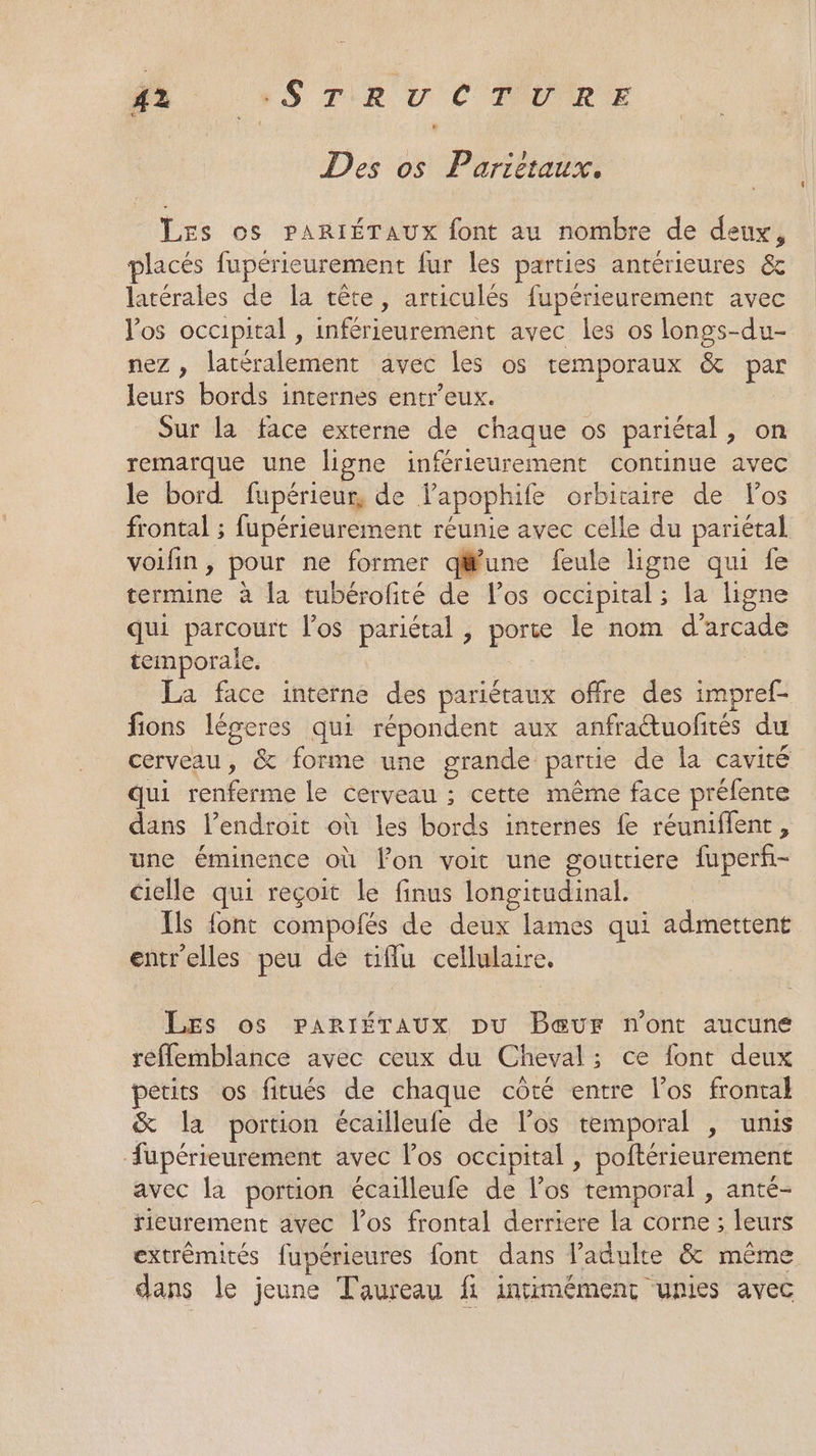 Um +STRUCTURE Des os Parietaux. Les os PARIÉTAUX font au nombre de deux, placés fupérieurement fur les parties antérieures &amp; latérales de la tête, articulés fupérieurement avec los occipital , inférieurement avec les os longs-du- nez , latéralement avec les os temporaux &amp; par leurs bords internes entr’eux. Sur la face externe de chaque os pariétal, on remarque une ligne inférieurement continue avec le bord fupérieur, de lapophife orbitaire de los frontal ; fupérieurement réunie avec celle du pariétal voifin, pour ne former qfune feule ligne qui fe termine à la tubérofité de los occipital ; la ligne qui parcourt los pariétal , porte le nom d'arcade temporale. La face interne des pariétaux offre des impref- fions légeres qui répondent aux anfraétuofités du cerveau, &amp; forme une grande partie de la cavité qui renferme le cerveau ; cette même face prélente dans l’endroit où les bords internes fe réuniffent, une éminence où lon voit une goutriere fuperfñ- cielle qui reçoit le finus longitudinal. Ils font compofés de deux lames qui admettent entrelles peu de tiflu cellulaire. Les os partÉTAUx pu Bœur n’ont aucune réflemblance avec ceux du Cheval; ce font deux petits os fitués de chaque côté entre los frontal &amp; la portion écailleufe de l'os temporal , unis fupérieurement avec l'os occipital , poftérieurement avec la portion écailleufe de los temporal , anté- rieurement avec los frontal derriere la corne ; leurs extrémités fupérieures font dans l’adulte &amp; même dans le jeune Taureau fi intimément unies avec