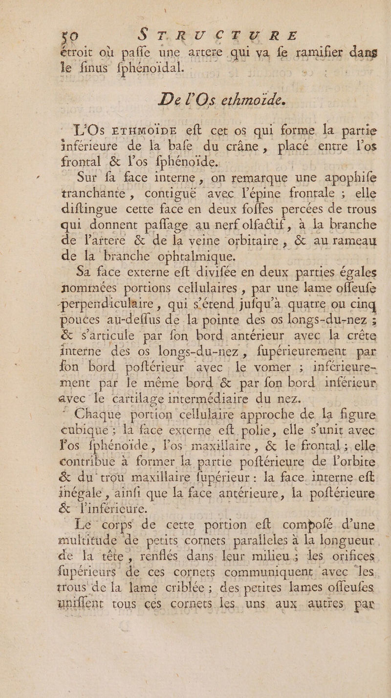 étroit où pañle une artere qui va fe ramifer dans le finus fphénoïdal. S Der Os ethinoïde. L'Os ErxmoinE eft cet os qui forme la partie infeute de la bafe du crâne, placé entre l'os frontal &amp; Vos fphénoïde. | _ Sur fa face interne, on remarque une apophife tranchante , contiguë avec l’épine frontale ; elle diflingue cette fee en deux foftes percées de trous qui donnent paflage au nerf olfaétif, à la branche de l'artere &amp; de la veine orbitaire , &amp; au rameau de la branche ophtalmique. Sa face externe eft divifée en deux parties égales nommées portions cellulaires , par une lame vaut “perpendiculaire , qui s'étend jufqu'a quatre ou cinq pouces au-deflus de la pointe des os longs- du-nez ; &amp; s'articule par fon bord antérieur avec la crête interne dés os longs-du-nez , fupérieurement par fon bord poitérieur avec , le vomer ; inférieure- ment par le même bord &amp; par fon bord inférieur avec le cartilage intermédiaire du nez. * Chaque portion cellulaire approche de la figure cubique ; la face externe eft polie, elle s’unit avec los fphénoïde, los maxillaire, &amp; le frontal ;. elle contribue à former la .putie poftérieure de l'orbite &amp; du ‘trou maxillaire fupérieur : la face. interne eft inégale , ainfi que la face antérieure, la poftérieure &amp; : T'inféricure. Le corps de cette portion eft compoié d’une multitude de petits cornets paralleles : à la longueur, de la tête, renflés dans leur milieu; des orifices fupéricurs de ces cornets communiquent avec les, trous de la lame criblée ; ; des petites lames offeufes uniffent tous ces cornets les. uns aux autres par