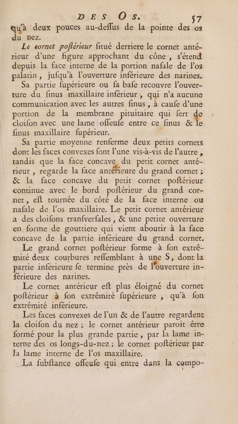 DES Os. $7 LTCE deux pouces au-deflus de la pointe des 05 du nez. Le cornet pofiérieur fitué es le cornet anté- rieur d’une figure approchant du cône, s'étend depuis la face interne de la portion nafale de los palaun, jufqu'a l’ouverture inférieure des narines. Sa partie fupérieure ou fa bafe recouvre l’ouver- ture du finus maxillaire inférieur ; qui n’a aucune communication avec les autres finus , à caufe d’une portion de la membrane pituitaire qui fert de cloifon avec une lame \ofleufe entre ce finus &amp; le finus maxillaire fupérieur. Sa partie moyenne renferme deux petits cornets dont les faces convexes font l’une vis-à-vis de l’autre , tandis que la face concave du petit cornet anté- rieur , regarde la face antéfieure du grand cornet ; &amp; la face concave du petit cornet poftérieur continue avec le bord poftérieur du grand cor- net, eft tournée du côté de la face interne ou nafale de l’os maxillaire. Le petit cornet antérieur a des cloifons tranfverfales ; &amp; une petite ouverture en forme de gouttiere qui vient aboutir à la face concave de la partie inférieure du grand cornet. Le grand cornet poftérieur forme à fon extré- mité deux courbures reffemblant à une $, dont la partie inférieure fe termine près de cons in- férieure des narines. Le cornet antérieur eft plus éloigné du cornet poltérieur à fon extrèmité fupérieure , qu'à fon. extrémité inférieure. Les faces convexes de l’un &amp; de l’autre regardent la cloifon du nez ; le cornet antérieur paroît être formé pour la plus grande partie , par la lame 1n- ærne des os longs-du-nez ; Le cornet POténienE par Ja lame interne de l’os maxillaire. La fubftance offeufe qui entre ue Ja compo-