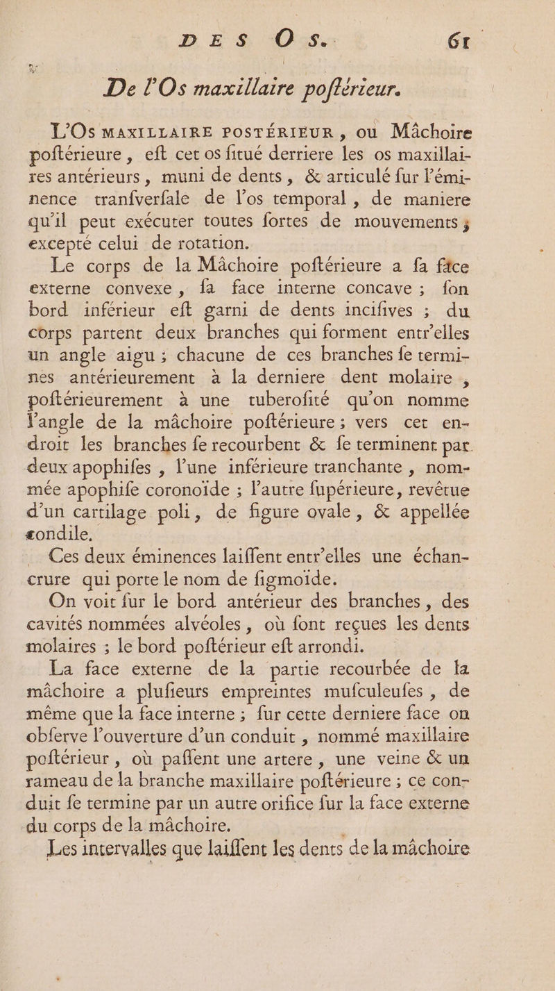 D ES Os Gr De l'Os maxillaire poflérieur. L'Os MAXILLAIRE POSTÉRIEUR , ou Mâchoire poftérieure , eft cet os fitué derriere les os maxillai- res antérieurs, muni de dents, &amp; articulé fur l’'émi- nence tranfverfale de l’os temporal, de maniere qu'il peut exécuter toutes fortes de mouvements ; excepté celui de rotation. Le corps de la Mâchoire poftérieure a fa fâce externe convexe , fa face interne concave ; fon bord inférieur eft garni de dents incifives ; du corps partent deux branches qui forment entrelles un angle aigu ; chacune de ces branches fe termi- nes antérieurement à la derniere dent molaire , poftérieurement à une tuberofité qu’on nomme angle de la mâchoire poftérieure; vers cet en- droit les branches fe recourbent &amp; fe terminent par deux apophifes , l’une inférieure tranchante , nom- mée apophife coronoïde ; l’autre fupérieure, revêtue d’un cartilage poli, de figure ovale, &amp; appellée gondile. Ces deux éminences laiffent entr’elles une échan- crure qui porte le nom de figmoïde. On voit fur le bord antérieur des branches, des cavités nommées alvéoles, où font reçues les dents molaires ; le bord poftérieur eft arrondi. La face externe de la partie recourbée de fa mâchoire a plufieurs empreintes mufculeufes , de même que la face interne ; fur cette derniere face on obferve l’ouverture d’un conduit , nommé maxillaire oftérieur , où pañlent une artere, une veine &amp; un rameau de la branche maxillaire poftérieure ; ce con- duit fe termine par un autre orifice fur la face externe du corps de la mâchoire. Les intervalles que laiffent les dents de la mâchoire