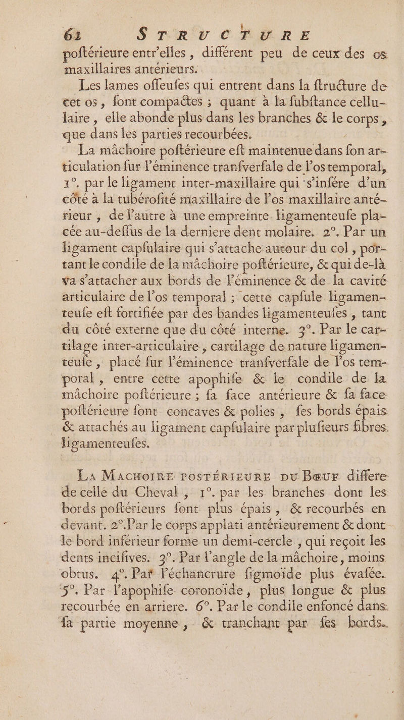 poitérieure entr'elles , différent peu de ceux des os maxillaires antérieurs. Les lames ofleufes qui entrent dans la ftrudure de cet o5, font compactes ; quant à la fubftance cellu- laire, elle abonde plus dans les branches &amp; le corps, que dans les parties recourbées. La mâchoire poftérieure eft maintenue dans fon ar- ticulation fur l’éminence tranfverfale de los temporal, 1°. par le ligament inter-maxillaire qui's’infére d’un côte à la tubérofité maxillaire de l’os maxillaire anté- rieur , de l’autre à une empreinte ligamenteule pla- cée au-defius de la derniere dent molaire. 2°. Par un hgament capfulaire qui s'attache autour du col, por- tant le condile de la mâchoire poftérieure, &amp; quide-là va s'attacher aux bords de l’éminence &amp; de la cavité articulaire de l’os temporal ; cette capfule ligamen- teufe eft fortifiée par des bandes ligamenteules , tant du côté externe que du côté interne. 9°. Par le car- tilage inter-articulaire , cartilage de nature ligamen- teufe , placé fur l’éminence tranfverfale de los tem- poral , entre cette apophife &amp; le condile de la mâchoire poftérieure ; fa face antérieure &amp; fa face poftérieure font concaves &amp; polies , fes bords épais &amp; attachés au ligament capfulaire par plufieurs fibres. ligamenteules. La MACHOIRE POSTÉRIEURE pu Bœeur difiere de celle du Cheval , 1°. par les branches dont les bords poftérieurs font plus épais, &amp; recourbés en devant. 2°.Par le corps applati antérieurement &amp; dont le bord inférieur forme un demu-cércle , qui reçoit les dents incifives. 3°. Par l'angle de la mâchoire, moins obtus. 4°. Pat l’échancrure ffgmoïde plus évafée. 5°. Par l’apophife coronoïde, plus longue &amp; plus recourbée en arriere. 6°. Parle condile enfoncé dans. fa partie moyenne , &amp; tranchant par fes boards.