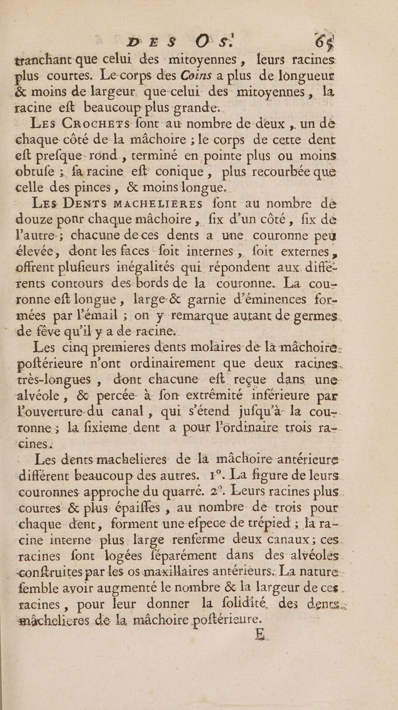 | BESs Os 6$ tranchant que celui des mitoyennes, leurs racines plus courtes. Le-corps des Coins a plus de longueur &amp; moins de largeur. que-celui des-mitoyennes, la racine eft beaucoup plus orande. à | Les CrRocxe?s font au nombre de deux ,. un de chaque côté de la mâchoire ; le corps de cette dent eft prefque. rond., terminé en pointe plus ou moins obtufe ;. fa racine eff conique, plus recourbée que celle des pinces, &amp; moins longue. | Les DENTS MACHELIERES font au nombre dé douze ponr chaque mâchoire , fix d’un côté, fix de l'autre; chacune deces dents a une couronne peu élevée, dont les faces : foit internes , foit externes, offrent plufieurs inégalités qui répondent aux difie- rents contours des bords de la couronne. La cou- ronne eft longue, large-&amp; garnie d’éminences for- mées par l'émail ; on ÿ remarque autant de germes. - de fève qu’il y a de racine. k Es Les cinq premieres dents molaires de 1à mâchoire. poftérieure n’ont ordinairement que deux racines. _très-longues , dont chacune eft reçue dans une- alvéole , &amp; percée à fon extrémité inférieure par louverture-du canal, qui s'étend jufqu'à la cou-. tonne ; la fixieme dent a pour lôrdinaire trois ra- cines. | Les dents machelieres de 4 mâchoire antérieure différent beaucoup des autres. 1°. La figure de leurs couronnes approche du quarré. 2°. Leurs racines plus. courtes” &amp; plus épaiffes , au nombre de trois pour chaque dent, forment une efpece de trépied ; Ja ra- cine interne plus large renferme deux canaux; ces. racines font logées féparément dans des alvéoles . conftruites par les osmaxillaires antérieurs. La nature . femble avoir augmenté le nombre &amp; la largeur de ces. racines , pour leur donner la folidité des dents. mâchelieres de la mâchoire peut