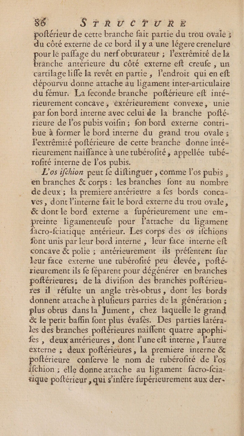 s6 ST R D CURE | poftérieur de cette branche fait partie du trou ovalé ; du côté externe de ce bord il y a une légere creneluré pour lè paflage du nerf obturateur ; l’extrêémité de la branche antérieure du côté externe eft creufe , un cartilage Hiffe la revêt en partie, l'endroit qui en eft dépourvu donne attache au ligament inter-articulaire du fémur, La feconde branche poftérieure eft inté- rieurement concave, éxtérieurement convexe, unié par fon bord interne avec celui de la branche poñté- rieure de l'os pubis voifin; fon bord externe contri- bue à former le bord interne du grand trou ovale ; Vextrêémité poftérieure de cette branche donne inté rieurement naiffance à une tubérofité ; appellée tubé- rofité interne de l'os pubis. : L'os ifchion peut fe diflinguér , comme l'os pubis , en branches &amp; corps : les branches font au nombre de deux ; la premiere antérieure a fes bords conca- ves , dont l’interne fait le bord externe du trou ovale, &amp; dont lé bord externe a fupérieurement une em- preinte ligamenteufe pour lattache du ligament facro-fciatique antérieur. Les corps des os ifchions ont unis par leur bord interne , leur face interne eft concave &amp; polié ; antérieurement ils préfentent fur leur face externe une tubérofité peu élevée, pofñté- rieurement ils fe féparent pour dégénérer en branches poftérieures; de la divifion des branches poftérieu- res il réfulte un angle très-obtus, dont les bords donnent attache à plufieurs parties de la génération ; plus obtus dansla Jument, chez laquelle le grand &amp; le petit bain font plus évafés. Des parties latéra- les des branches poftérieures naïffent quatre apophi- fes , deux antérieures , dont l’une eft interne , l’autre externe ; deux pofñtérieures , la premiere interne &amp; poftérieure conferve le nom de tubérofité de Fos ifchion ; elle donne attache au ligament facro-fcia- tique poftérieur , qui s’infére fupérieurement aux der-