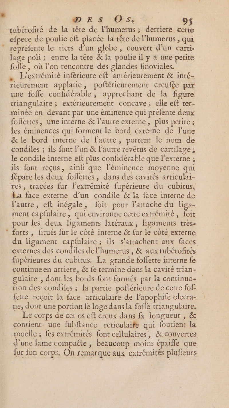 @ Es Oise : of -tubérofiré de la tête de Phumerus ; derriere certe elpece de poulie eft placée la tête de l’humerus, qui repréfente le tiers d’un globe, couvert d’un carti- lage pol : ; entre la tête &amp; la poulie il y à une petite le. où l’on rencontre des glandes finoviales. . L’extrémité inférieure eft antérieurement &amp; inté- Tieurement applatie, poftérieurement creufée par une fofle confidérable , approchant de la figure triangulaire ; extérieurement concave; elle eft ter- minée en devant par une éminence qui préfente deux foflettes, une interne &amp; l’autre externe, plus petite ; les éminences qui forment le bord externe de lune &amp; le bord interne de l’autre, portent le nom de condiles ; ils font l’un &amp; l’autre revêtus de cartilage ; le condile i interne eft plus confidérable que l’externe ; ils font reçus, ainfi que l’éminence moyenne qui lépare les deux fofettes, dans des cavités arriculai- La face externe d’un condile &amp; la face interne de l’autre, eft inégale, foit pour Pattache du liga- ment capfulaire, qui environne cette extrémité, foit pour les deux ligaments latéraux, ligaments très- forts , fitués fur le côté interne &amp; fur le côté externe. du ligament capfulaire ; ils s'atrachent aux faces externes des condiles del’humerus , &amp; auxtubérofités fupérieures du cubitus. La grande foffette interne fe continue en arriere, &amp; fe termine dans a cavité trian- gulaire , dont les bords font formés par la continua- tion des condiles ; la partie poftérieure de cette fof- fette reçoit la face articulaire de l’apophife olecra- ne, dont une portion fe loge dans la fofle triangulaire. Le corps de cet os eft creux dans fa longueur 510€ contient. une fubftance reticulaife qui (ou la moëlle ; fes extrémités font cellulaires, &amp; couvertes d’une lame compalte , beaucoup moins épaiffe que fur fon cor ps. On remarque aux extrémités plufieurs