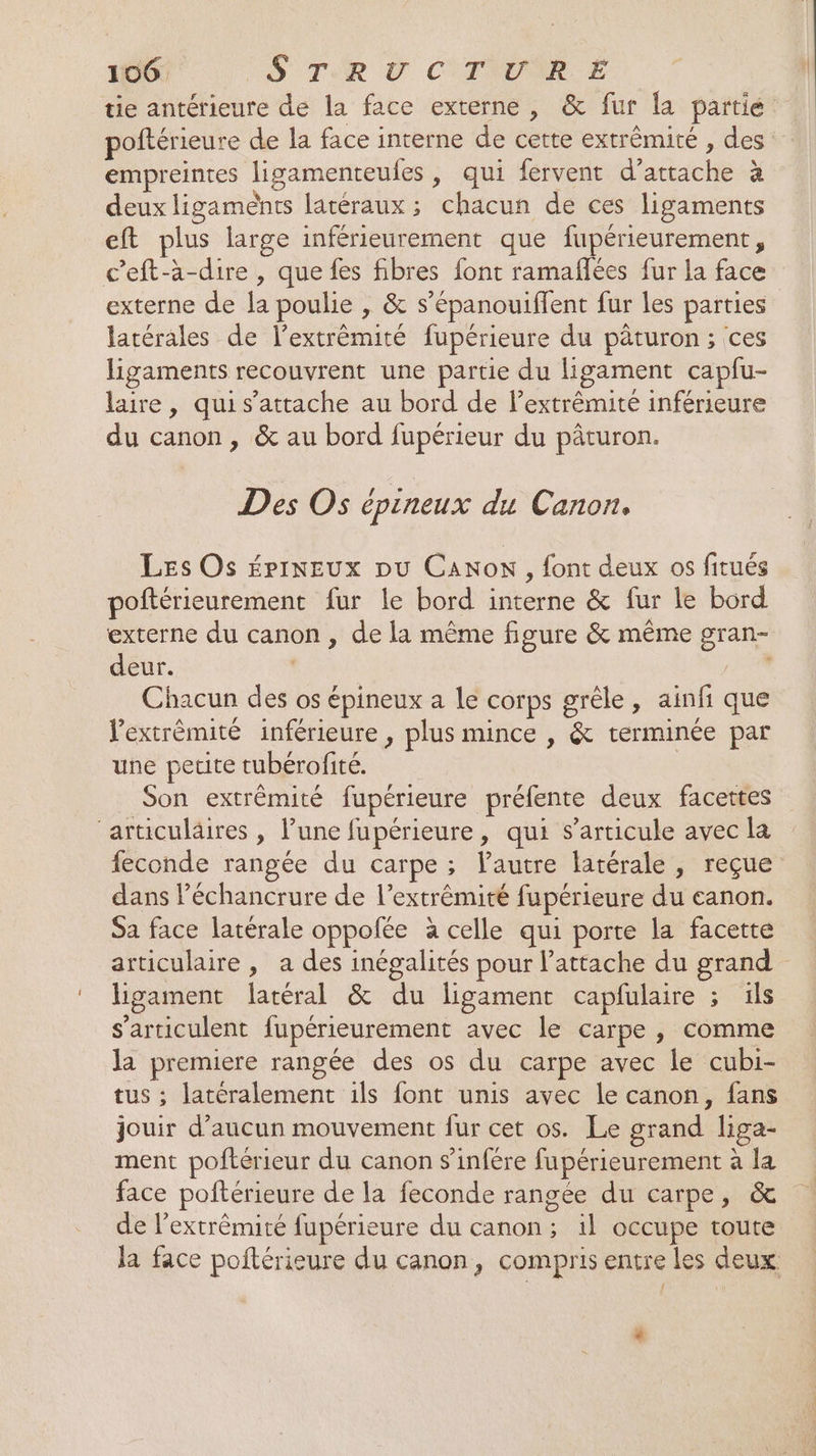 M, OS TR CO CYTNORE tie antérieure de la face externe, &amp; fur la partié poftérieure de la face interne de cette extrémité , des empreintes ligamenteules, qui fervent d'attache à deux ligaments latéraux; chacun de ces ligaments eft plus large inférieurement que fupérieurement, c’eft-à-dire, que fes fibres font ramaflées fur la face externe de la poulie , &amp; s’épanouiffent fur les parties latérales de l'extrémité fupérieure du pâturon ; ces ligaments recouvrent une partie du ligament capfu- laire, qui s'attache au bord de lextrêmité inférieure du canon, &amp; au bord fupérieur du pâturon. Des Os épineux du Canon. Les Os ÉpINEUx pu CANON, font deux os fitués poftérieurement fur le bord interne &amp; fur le bord externe du canon , de la même figure &amp; même gran- deur. | s Chacun des os épineux a le corps grêle, ainfi que lextrêmité inférieure, plus mince , &amp; terminée par une petite tubérofité. Son extrêmité fupérieure préfente deux facettes ‘articuläires , l’une fupérieure, qui s'articule avec la feconde rangée du carpe ; autre latérale, reçue dans léchancrure de l’extrêmité fupérieure du eanon. Sa face latérale oppolfée à celle qui porte la facette articulaire , a des inégalités pour l’attache du grand” ligament latéral &amp; du ligament capfulaire ; ils s'articulent fupérieurement avec le carpe, comme la premiere rangée des os du carpe avec le cubi- tus ; latéralement 1ls font unis avec le canon, fans jouir d'aucun mouvement fur cet os. Le grand liga- ment poftérieur du canon $’infére fupérieurement à la face poftérieure de la feconde rangée du carpe, &amp; de l’extrêémité fupérieure du canon; il occupe toute la face poitérieure du canon, compris entre les deux à