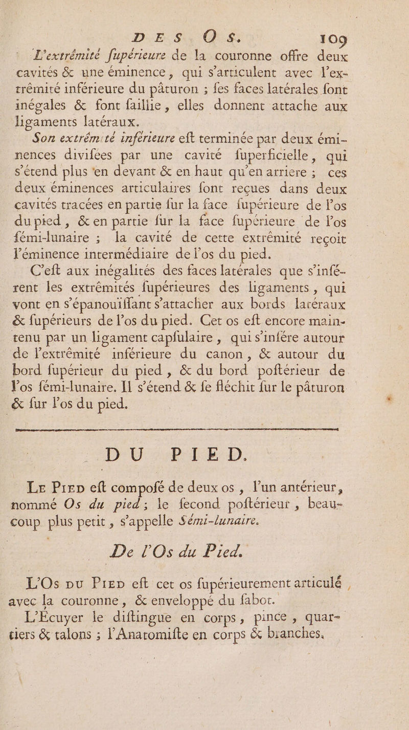 “L’extrémité fupérieure de la couronne offre deux cavités &amp; une éminence, qui s'articulent avec l’ex- trémité inférieure du pâturon ; fes faces latérales font inégales &amp; font faillie, elles donnent attache aux Jigaments latéraux. Son extrémité inférieure eft terminée par deux émi- nences divifées par une cavité fuperficielle, qui s’écend plus ‘en devant &amp; en haut qu'en arriere ; ces deux éminences articulaires font reçues dans deux cavités tracées en partie fur la face fupérieure de l'os dupied, &amp; en partie fur la face fupérieure de los #émidunaire ; a cavité de cette extrémité reçoit l’éminence intermédiaire de los du pied. C’eft aux inégalités des faces latérales que s’infé- rent les extrémités fupérieures des ligaments, qui vont en s’épanouiffant s'attacher aux bords latéraux &amp; fupérieurs de l’os du pied. Cet os eft encore main- tenu par un ligament capfulaire , qui s’infére autour de l’extrêmité inférieure du canon, &amp; autour du bord fupérieur du pied , &amp; du bord poftérieur de Vos fémi-lunaire. [1 s'étend &amp; fe fléchit fur le pâturon &amp; fur l'os du pied. De AU CE DE Le Prep eft compofé de deuxos , l’un antérieur, nommé Os du pied; le fecond poftérieur , beau- coup plus petit , s'appelle Sém-luraire. De l'Os du Pied, L'Os pu Prep eft cet os fupérieurement articulé avec la couronne, &amp; enveloppé du fabor. L’Ecuyer le diftingue en corps, pince, quar- tiers &amp; talons ; l'Anaromifte en corps &amp; branches.