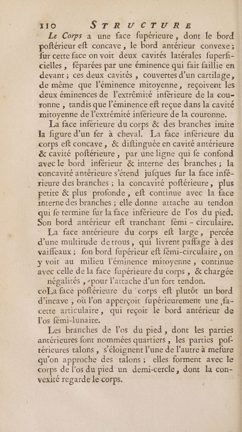 210 SR VUETVRE Le Corps a une face fupérieure, dont Îe bord poftérieur eft concave , le bord antérieur convexe; fur cette face on voit deux cavités latérales fuperf- cielles , féparées par une éminence qui fait faillie en devant; ces deux cavités , couvertes d’un cartilage, de même que l’éminence mitoyenne, reçoivent les . deux éminences de l'extrémité inférieure de la eou- ronne , tandis que l’éminence eft reçue dans la cavité mitoyenne de l’extrêmité inférieure de la couronne. La face inférieure du corps &amp; des branches imite la figure d’un fer à cheval. La face inférieure du corps eft concave, &amp; diftinguée en cavité antérieure &amp; cavité poftérieure , par une ligne qui fe confond avec le bord inférieur &amp; interne des branches ; la _ concavité antérieure s'étend jufques fur la face infé- rieure des branches ; la concavité poftérieure, plus petite &amp; plus profonde , eft continue avec la face interne des branches ; elle donne attache au tendon qui {e termine fur la face inférieure de los du pied. Son bord antérieur eft tranchant fémi - circulaire. La face antérieure du corps eft large, percée d’une multitude detrous, qui livrent paflage à des vaifleaux ; fon bord fupérieur eft fémi-circulaire, on y voit au milieu l’éminence mitoyenne , continue avec celle de la face fupérieure du corps , &amp; chargée négalités , ‘pour l’attache d’un fort tendon. coLa face poftérieure du ‘corps eft plutôt un bord d’incave , où l’on apperçoit fupérieurement une fa- cette articulaire, qui reçoit le bord antérieur de Vos fémi-lunaire. Les branches de los du pied, dont les parties antérieures font nommées quartiers, les parties pof- térieures talons , s'éloignent l’une de l’autre à mefure qu’on approche des talons; elles forment avec le corps de l'os du pied un demi-cercle, dont la con- vexité regarde le corps.