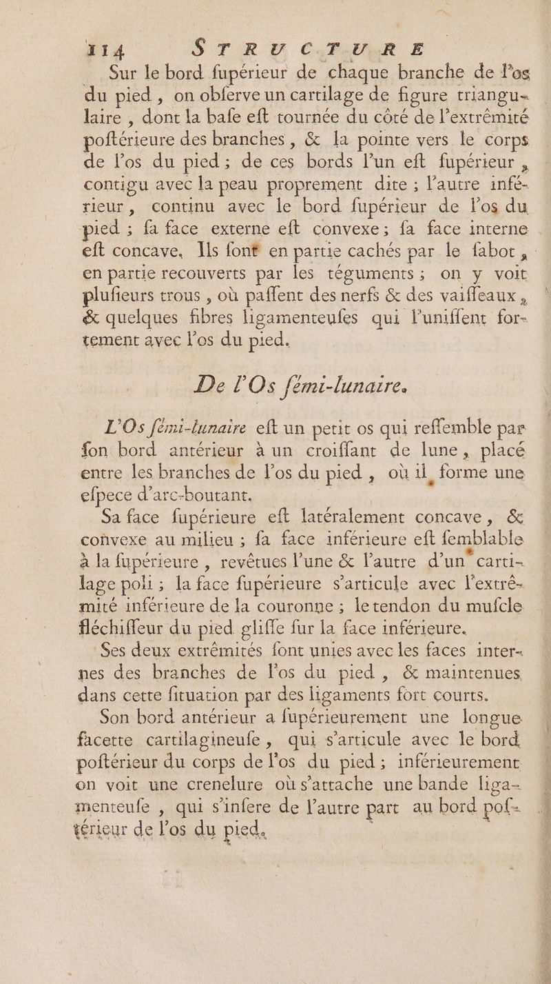 DI4 S TRE CTAUeR E Sur le bord fupérieur de chaque branche de l'os du pied, on obferve un cartilage de figure triangu= laire , dont la bafe eft tournée du côté de l'extrémité poftérieure des branches , &amp; la pointe vers le corps de los du pied; de ces bords l’un eft fupérieur , contigu avec la peau proprement dite ; l’autre infé- rieur, continu avec le bord fupérieur de los du ied ; fa face externe eft convexe; fa face interne eft concave, Ils font en partie cachés par le faboc en partie recouverts par les téguments; on y voit plufieurs trous , où paflent des nerfs &amp; des vaiffeaux, &amp; quelques fibres ligamenteufes qui l'uniffent for- tement avec l'os du pied. De I Os femi-lunarre. L'Os Jéri-lunaire eft un petit os qui reflemble par fon bord antérieur à un croiflant de lune, placé entre les branches de los du pied, où il, forme une efpece d’arc-boutant. Sa face fupérieure eft latéralement concave RCE convexe au milieu ; fa face inférieure eft femblable à la fupérieure , revêtues l’une &amp; l'autre d’un carti- lage poli ; la face fupérieure s'articule avec l’extré- mité inférieure de la couronne ; letendon du mufcle fléchiffeur du pied g sliffe fur la face inférieure. Ses deux extrémités font unies avec les faces inter- nes des branches de l'os du pied , &amp; maintenues dans cette fituation par des ligaments fort courts. Son bord antérieur a fupérieurement une longue facette cartilagineufe, qui s'articule avec le bord poftérieur du corps de los du pied ; inférieurement on voit une crenelure où s'attache une bande liga- menteufe , qui s’infere de l’autre part au bord pol térieur de los du pied.