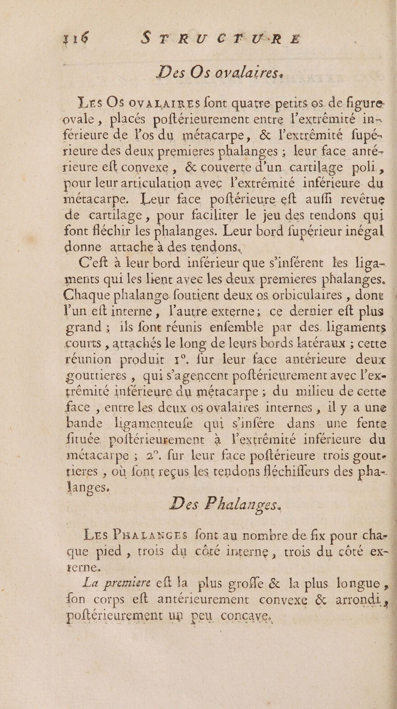 Y16 STRUCTURE Des Os ovalarres. Les Os ovaxarres font quatre petits os de figure ovale , placés poftérieurement entre l’extrêémité in- férieure de los du métacarpe, &amp; l’extrêmité fupé- rieure des deux premieres phalanges ; leur face anté- rieure eft convexe , &amp; couverte d’un cartilage poli, pour leur articulation avec lextrêmité inférieure du métacatpe. Leur face poftérieure eft aufli revêtue de cartilage, pour faciliter le jeu des tendons qui font fléchir les phalanges. Leur bord fupérieur inégal donne arrache à des tendons. | C’eft à leur bord inférieur que s'inférent les liga- merits qui les lient avec les deux premieres phalanges. Chaque phalange foutient deux os orbiculaires , dont l’un eft interne, l’autre externe; ce dernier eft plus grand ; ils font réunis enfemble par des ligaments courts , attachés le long de leurs bords latéraux ; cette réunion produit 1°. fur leur face antérieure deux gouttieres , qui s’'agencent poftérieurement avec l’ex- trêémité inférieure du métacarpe ; du milieu de cette face , entre les deux os ovalaires internes , il y a une métacarpe ; 2°. fur leur face poftérieure trois gout- langes, | © Des Phalanges. tcrne, poftérieurement un peu concave. A À à k