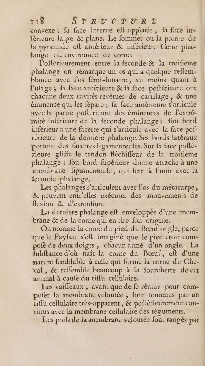 r18 SFR CUTUNR E | convexe ; fa face interne eft applatie, fa face in férieure large &amp; plane, Le fommet ou ds pointe dé la pyramide eft antérieur &amp; inférieur. Cette pha= lange eft environnéé de corne. Poftérieurement entre la feconde &amp; la troifieme phalange on remarque un os qui a quelque reflem- blance avec l'os fémi-lunaire , au moins quant à Pufage ; ; fa face antérieure &amp; fa face poftérieure ont chicure deux cavités revêtues de cartilage ; &amp; une éminence qui les fépare ; fa face antérieure s'articule avec la partie poftérieure des éminences dé lextré- amité inférieure de la feconde phalange; fon bord. inférieur a une facette qui s'articule avec la face pof- térieure de la dernière phalange. Ses bords latéraux ortent des facettes ligamenteufes. Sur fa face pofté- rieure glifle le tendon fléchiffleur de la troifieme phalange ; fon bord fupérieur donne attache à une membrane ligaimenteufe, qui fert à l’unir avec la feconde phalange, Les phalanges s’articulent avec l’os du métacarpe, ‘&amp; peuvent entr'elles exécuter des mouvements de flexion &amp; d’extenfion. La derniere phalange eft enveloppée d’une mem- brane &amp; de la corne quien tire fon origine. On nomme la corne du pied du Bœuf ongle, parce que le Payfan s’eft imaginé que Le pied étoit com- pofé de deux doigts , Chacun armé é un ongle. La #ubftance d’où naît la corne du Bœuf, eft d’une mature femblable à celle qui forme la corne du Che- val, &amp; reflemble beaucoup à la fourchette de cet nie bill à caufe du tiflu cellulaire. Les vaifleaux , avant que de fe réunir pour com- pofer la membrane veloutée , font foutenus par un tiflu cellulaire très-apparent, &amp; poftérieurement con- tinus avec la membrane cellulaire des téguments. Les poils de la membrane veloutée {ont rangés par