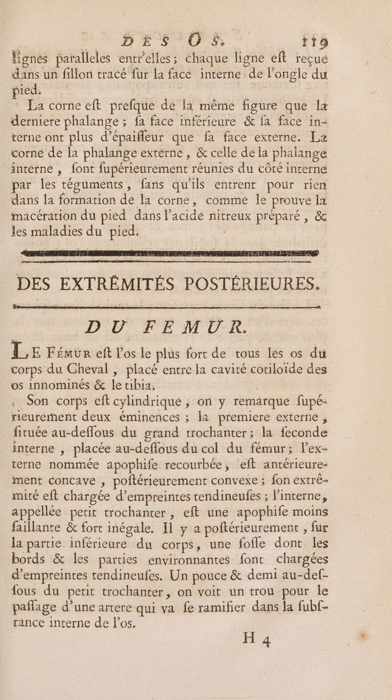} | ARE : Eee: OS: = 4TS Kgnés paralleles entr'elles; chaque ligne eft reçue dans un fillon tracé fur la face interne de l’ongle du La corne eft prefque de la mème figure que la derniere phalangé ; fa fâce inférieure &amp; fa face in- terne ont plus d’épaifleur que fa face externe. La corne de la phalange externe , &amp; celle de la phalange interne , font fupérieurement réunies du côté interne par les téouments, fans qu'ils entrent pour rien dans la formation dé la corne, comme le prouve la macération du pied dans l'acide nitreux préparé, &amp; les maladies du pied. DES EXTRÉMITÉS POSTÉRIEURES. LE Fémur eft l'os le plus fort de tous les os du corps du Gheval , placé entre la cavité cotiloiïde des os innominés &amp; le tibia; Son corps eft cylindrique, on y remarque fupé- ricurerent deux éminences ; la premiere externe , fituée au-deffous du grand trochanter; la feconde interne , placée au-deflous du col du fémur; lex- terne nommée apophife recourbée, eft antérieure- ment concave , poftérieurement convexe ; fon extré- mité eft chargée d’empreintes tendineufes ; l’interne, appellée petit trochanrer , et une apophife moins faillante &amp; fort inégale. I1 y a poftérieurement , fur la partie inférieure du corps, une fofle dont les bords &amp; les parties environnantes font chargées d'empreintes tendineufes. Un pouce &amp; demi au-def- fous du petit trochanter, on voit un trou pour le paflage d’une artere qui va fe ramifier dans la fubf- sance interne de l'os. À: