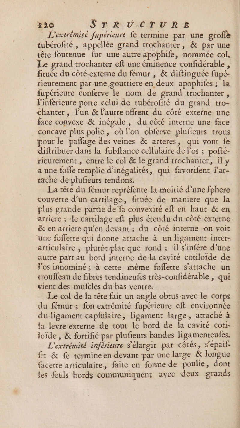 420 S ERUVMCTVRE _ L'extrémité fupérieure fe termine par une grofle tubérofité , appellée grand trochanter, &amp; par une têre foutenue {ur une autre apophife, nommée col. Le grand trochanter eft une éminence confidérable , fituée du côté-externe du fémur , &amp; diftinguée fupé- rieurement par une gouttiere en deux apophifes ; la fupérieure conferve le nom de grand trochanter , l'inférieure porte celui de tubérofité du grand tro- chanter, l’un &amp; l’autre offrent du côté externe une face convexe &amp; inégale, du côté interne une face concave plus polie, où l’on obferve plufeurs trous pour le paflage des veines &amp; arteres, qui vont fe diftribuer dans la fubftance cellulaire de l'os ; poñté- rieurement , entre le col &amp; le grand trochanter, il y a une foffe remplie d’inégalités, qui favorifent lat- tache de plufieurs tendons. La cête du fémur repréfente la moitié d’une fphere couverte d’un cartilage, fituée de maniere que Îa plus grande partie de fa convexité eft en haut &amp; en arriere ; -le cartilage eft plus étendu du-côté externe &amp; en arriere qu'en devant ; du côté interne -on voit ‘une foffette qui donne attache à un ligament inter- articulaire , plutôt plat que rond ; 1l s'infére d’une autre part au bord interne de la cavité cotiloïde de Vos innominé; à cette même foflette s'attache un trouffeau de fibres tendineufes très-confidérable , qui vient des mufcles du bas ventre. Le col de la tête fait un angle obtus-avec le corps du fémur; fon extrémité fupérieure eft environnée du ligament capfulaire, ligament large, attaché à la levre externe de tout le bord de la cavité coti- loïde, &amp; fortifié par plufieurs bandes ligamenteules. L'extrémité inférieure s’élargit par côtés, s’épaif fit &amp; fe termineen devant par une large &amp; longue facette articulaire, faite en forme de poulie, dont les feuls bords communiquent avec deux grands