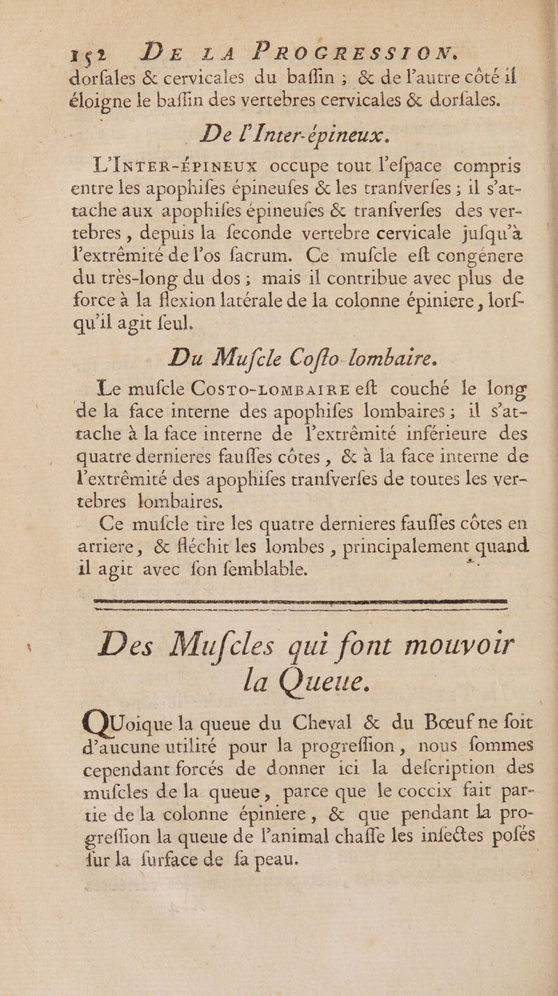 dorfales &amp; cervicales du baflin ; &amp; de l’autre côté if éloigne le baflin des vertebres cervicales &amp; dorfales. De L’Fnter- épineux. L'INTER-ÉPINEUX occupe tout l'efpace compris entre les apophifes épineufes &amp; les tranfveres ; 1l s’at- tache aux apophifes épineufes &amp; tranfverfes des ver- tebres , depuis la feconde vertebre cervicale jufqu’à l'extrémité de l'os facrum. Ce mufcie eft congénere du très-long du dos; mais il contribue avec plus de force à la flexion latérale de la colonne épiniere, lorf- qu'il agit feul. : Du Mujcle Coffo lombaire. Le mufcle Cosro-LomBairE eft couché le long de la face interne des apophifes lombaires; il sat- tache à la face interne de l’extrêmité inférieure des quatre dernieres faufles côtes , &amp; à la face interne de l'extrèmité des apophifes tranfverfes de routes les ver- tebres lombaires. Ce mufcle tire les quatre dernieres fauffes côtes en arriere, &amp; fléchit les lombes , principalement quand il agit avec fon femblable. Des Mufcles qui font mouvoir la Ouette, si Quoique la queue du Cheval &amp; du Bœuf ne foit d'aucune utilité pour la progreflion, nous fommes cependant forcés de donner ici la defcription des mufcles de la queue, parce que le coccix fait par- tie de la colonne épiniere, &amp; que pendant la pro- reflion la queue de l'animal chaffe les infectes polés {ur la furface de fa peau. ;