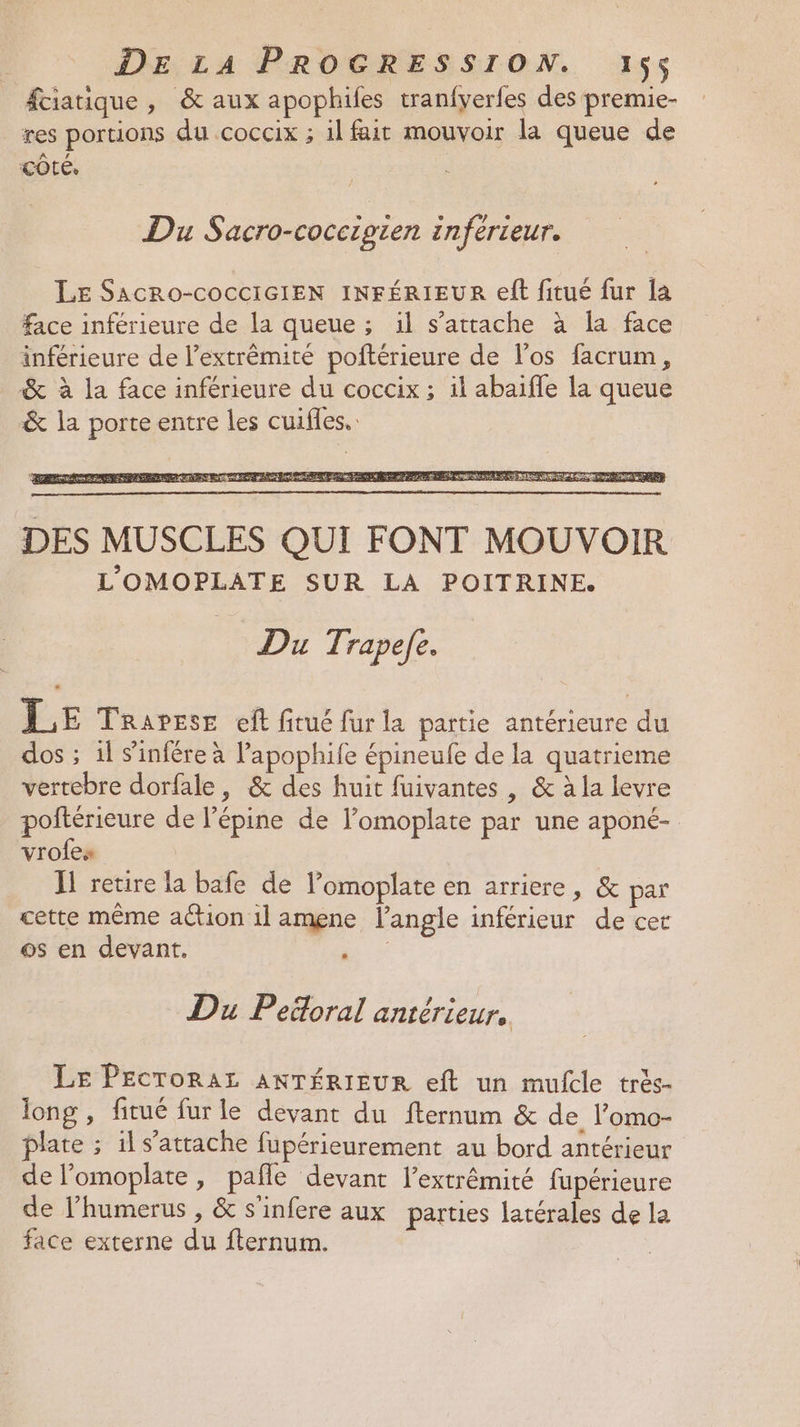 fciatique , &amp; aux apophifes tranfyerfes des premie- res portions du coccix ; il fait mouvoir la queue de côté. Du Sacro-coccigien inferieur. LE SACRO-COCCIGIEN INFÉRIEUR eft fitué fur la face inférieure de la queue ; il s'attache à la face inférieure de l’extrêmité poñtérieure de l'os facrum, &amp; à la face inférieure du coccix ; il abaifle la queue &amp; la porte entre les cuifles.. DES MUSCLES QUI FONT MOUVOIR L'OMOPLATE SUR LA POITRINE. Du Trapefe. LE Trarese eft fitué fur la partie antérieure du dos ; il s’infére à lapophife épineufe de la quatrieme vertebre dorfale, &amp; des huit fuivantes | &amp; à la levre poftérieure de l’épine de lomoplate par une aponé- vrofes Il retire la bafe de l’omoplate en arriere, &amp; par cette même action 1l amene l'angle inférieur de cer os en devant. Se Du Pedoral antérieur, LE PECTORAL ANTÉRIEUR eft un mulcle très- long , fitué fur le devant du fternum &amp; de l’omo- plate ; 1l s'attache fupérieurement au bord antérieur de l’omoplate, pafle devant l'extrémité fupérieure de l’humerus , &amp; s’infere aux parties latérales de la face externe du fternum.