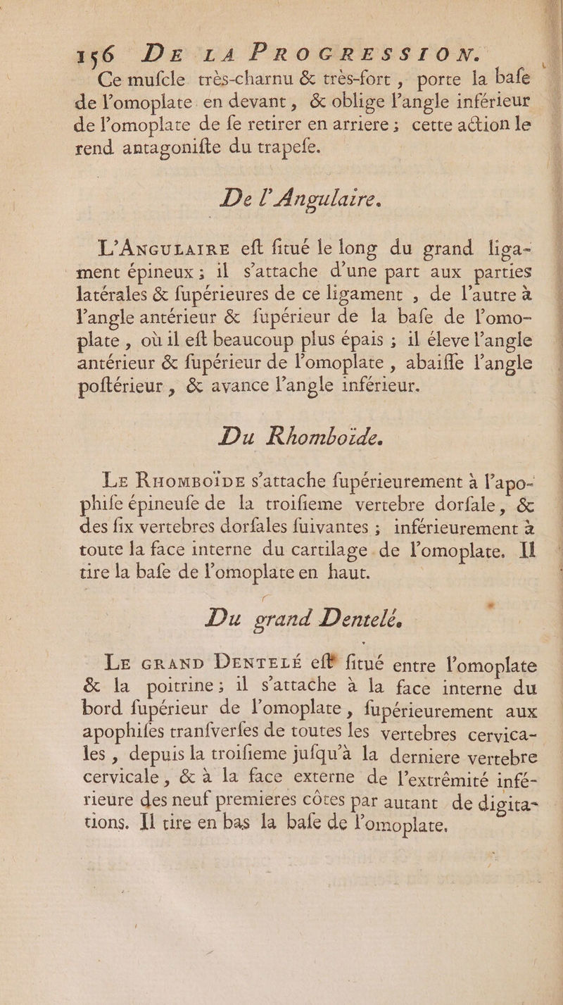 de l’omoplate en devant, &amp; oblige angle inférieur de l’omoplate de fe retirer en arriere; cette ation le rend antagonifte du trapefe. De l’Ansulaire. L’AxcuLarre eft fitué le long du grand liga- ment épineux ; il s'attache d’une part aux parties latérales &amp; fupérieures de ce ligament , de l’autre à l'angle antérieur &amp; fupérieur de la bafe de l’omo- plate, où 1l eft beaucoup plus épais ; il éleve l’angle antérieur &amp; fupérieur de l’omoplate , abaifle l'angle poftérieur , &amp; avance l’angle inférieur. Du Rhomboide. Le RHomBoipe s'attache fupérieurement à l’apo- phife épineule de la troifieme vertebre dorfale, &amp; des fix vertebres dorfales fuivantes ; inférieurement à toute la face interne du cartilage. de l’'omoplate. Il tire la bafe de l'omoplateen haut. | Du grand Dentelé, Le cranD DENTELÉ efË fitué entre l’omoplate &amp; la poitrine; il s'attache à la face interne du bord fupérieur de l’omoplate, fupérieurement aux apophifes tranfverfes de toutes les vertebres cervica- les , depuis la troifieme jufqu’a la derniere vertebre cervicale , &amp; à la face externe de l’extrémité inf£- rieure des neuf premieres côtes par autant de dioita= tions. Il cire en bas la bafe de l'omoplate. à PT LE D on ARS LOT (ee TE CS EUX 2 eme ti ER