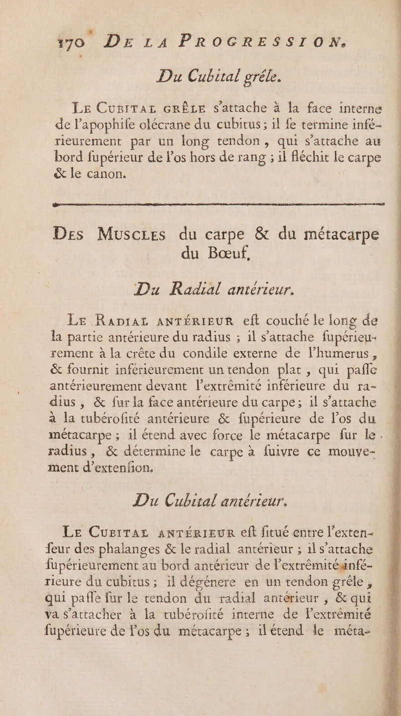 Du Cubital grêle. Le CusiTar crÊLE s'attache à la face interne de l’apophite olécrane du cubitus; il fe termine infé- rieurement par un long tendon, qui s'attache au bord fupérieur de los hors de rang ; il fléchit le carpe &amp; le canon. Des Muscres du carpe &amp; du métacarpe du Bœuf, Du Radial antérieur. Le Rapraz ANTÉRIEUR eft couché le long de la partie antérieure du radius ; il s'attache fupérieu- rement à la crête du condile externe de l’humerus, &amp; fournit inférieurement un tendon plat, qui pañle antérieurement devant l’extrêmité inférieure du ra- dius , &amp; fur la face antérieure du carpe; il s’attache à la tubérofité antérieure &amp; fupérieure de l'os du radius, &amp; détermine le carpe à fuivre ce mouve- ment d’extenfon, Du Cubital antérieur. Le CuriTaz anrTérieuRr eff fitué entre l’exten- feur des phalanges &amp; le radial antérieur ; il s'attache füpérieurement au bord antérieur de l’extrémitéænfe- rieure du cubitus; il dégénere en un tendon grêle, Qui pafle fur le tendon du radial antérieur , &amp; qui va s'attacher à la tubérofité interne de l'extrémité fupérieure de los du métacarpe ; ilétend le méra-