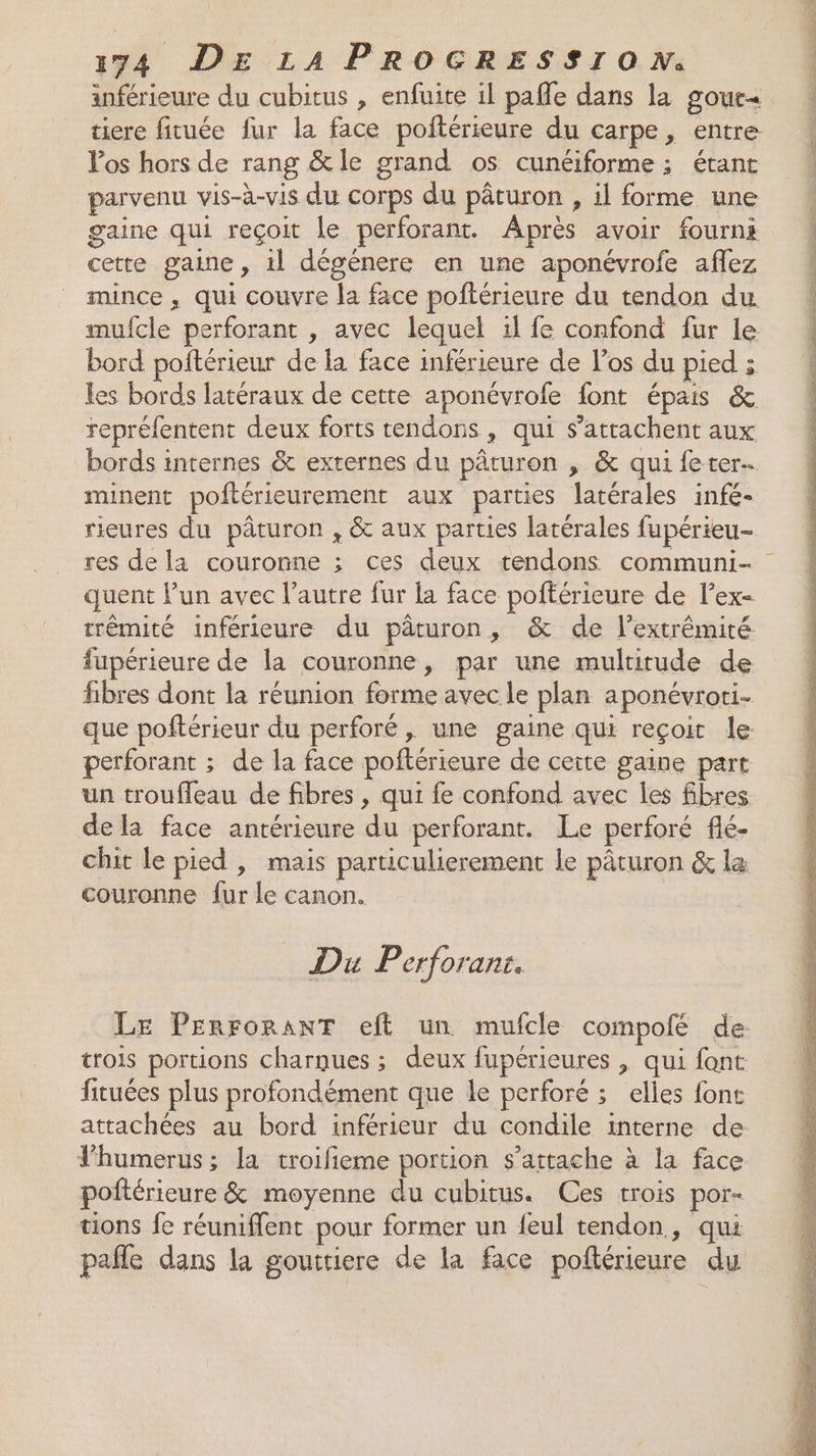 inférieure du cubitus , enfuite il pafle dans la gour< Vos hors de rang &amp;le grand os cunéiforme ; étant parvenu vis-à-vis du corps du pâturon , il forme une gaine qui reçoit le perforant. Après avoir fourni cette gaine, 1l dégénere en une aponévrofe aflez mince , qui couvre la face poftérieure du tendon du mufcle perforant , avec lequel il fe confond fur le bord poftérieur de la face inférieure de l'os du pied ; les bords latéraux de cette aponévrofe font épais &amp; repréfentent deux forts tendons , qui s’attachent aux minent poftérieurement aux parties latérales infé- rieures du pâturon , &amp; aux parties latérales fupérieu- quent lun avec l’autre fur la face poftérieure de lex- trêmité inférieure du pâturon, &amp; de l'extrémité fupérieure de la couronne, par une multitude de fibres dont la réunion forme avec le plan aponévroti- que poftérieur du perforé, une gaine qui reçoit le perforant ; de la face poftérieure de cette gaine part un trouffeau de fibres, qui fe confond avec les fibres dela face antérieure du perforant. Le perforé flé- chit le pied , mais particulierement le pâturon &amp; la couronne fur le canon. Du Perforant. LE PERFORANT eft un mufcle compofé de trois portions charques ; deux fupérieures , qui font fituées plus profondément que le perforé ; elles font attachées au bord inférieur du condile interne de Thumerus ; la troifieme portion s'attache à la face poftérieure &amp; moyenne du cubitus. Ces trois por- tions fe réuniflent pour former un feul tendon, qui pañle dans la goutriere de la face poftérieure du