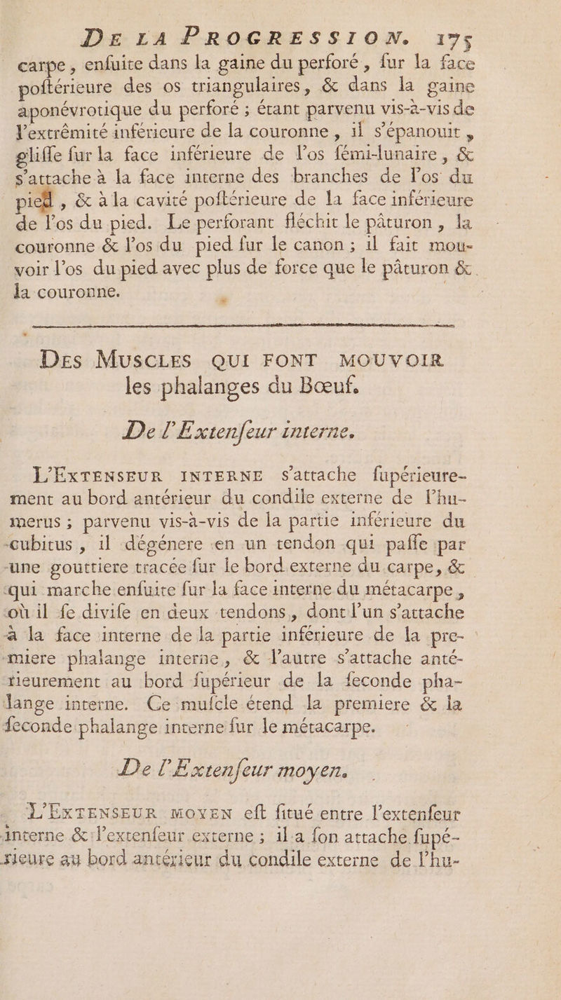 carpe, enfuite dans la gaine du perforé, fur la face poftérieure des os triangulaires, &amp; dans la gaine aponévrotique du perforé ; étant parvenu vis-à-vis de V’extrêmité inférieure de la couronne , il s’épanouit , gliffe fur la face inférieure de l'os fémi-lunaire, &amp; s'attache à la face interne des branches de los du pic® , &amp; à la cavité poflérieure de la face inférieure de los du pied. Le perforant fléchit le pâturon, la couronne &amp; l'os du pied fur le canon ; il fait mou- voir los du pied avec plus de force que le pâturon &amp; la couronne. * | | Des MUSCLES QUI FONT MOUVOIR les phalanges du Bœuf, De l'Extenfeur interne. L'ExTENSEUR INTERNE S'attache fupérieure- ment au bord antérieur du condile externe de lhu- merus ; parvenu vis-à-vis de la partie inférieure du cubitus , il dégénere en un tendon qui paffe :par une gouttiere tracée fur le bord externe du carpe, &amp; ‘qui marche enfuite fur la face interne du métacarpe, où il fe divile en deux tendons, dont l’un s'attache à la face interne de la partie inférieure de la pre- miere phalange interne, &amp; l’autre s'attache anté- fieurement au bord fupérieur de la feconde pha- ange interne. Ce mufcle étend la premiere &amp; la feconde phalange interne fur le métacarpe. De l'Extenfeur moyen. L'EXTENSEUR moyen eft fitué entre l’extenfeur interne &amp;:lexten{eur externe ; ila fon attache fupé- rieure au bord antérieur du condile externe de l’hu-