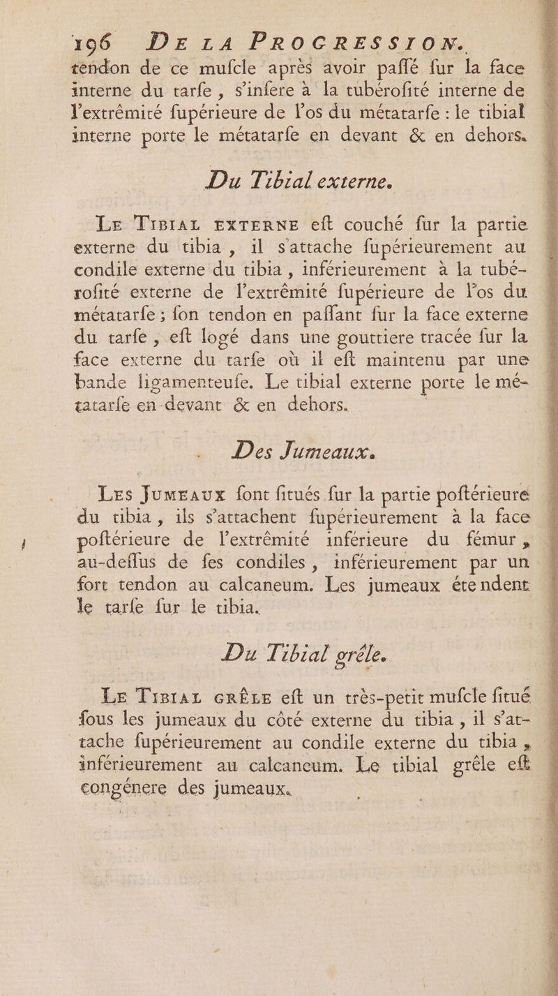 téndon de ce mufcle après avoir pafñlé fur la face interne du tarfe, s’infere à la tubérofité interne de l’extrêémiré fupérieure de los du métatarfe : le tibial interne porte le métatarfe en devant &amp; en dehors. Du Tibial externe. Le Tisraz EXTERNE eft couché fur la partie externe du tibia, il s'attache fupérieurement au condile externe du tibia , inférieurement à la tubé- rofité externe de l’extrêémité fupérieure de l'os du métatar{e ; {on tendon en paflant fur la face externe du tarfe , eft logé dans une gouttiere tracée fur la face externe du tarfe où il eft maintenu par une bande ligamenteufe. Le tibial externe porte le mé- tatarfe en devant &amp; en dehors. Des Jumeaux. Les Jumeaux font fitués fur la partie poftérieure du tibia, ils s’attachent fupérieurement à la face oftérieure de lextrêmité inférieure du fémur, au-deflus de fes condiles, inférieurement par un fort tendon au calcaneum. Les jumeaux étendent le tarfe fur le tibia. Du Tibial oréle. Le Tisraz cRÊLE eft un très-petit mufcle fitué fous les jumeaux du côté externe du tibia, il sat- tache fupérieurement au condile externe du tibia, inférieurement au calcaneum. Le tibial grêle eft , congénere des jumeaux.