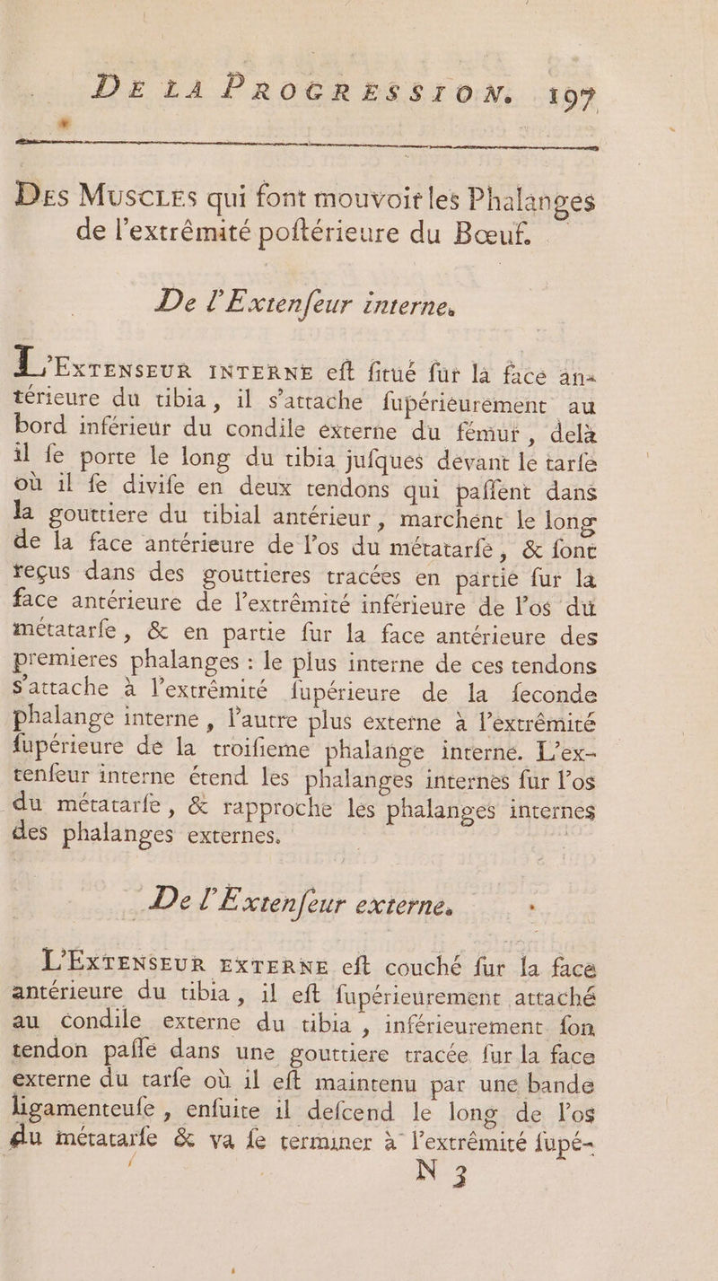 l £ | pin mme | Des MuscLEs qui font mouvoit les Phalanges de l’extrêmité poftérieure du Bœuf. De l'Extenfeur interne. L'Exrevseur INTERNE eft fitué fur la face ana térieure du tibia, il s'attache fupériéurément au bord inférieur du condile externe du fémur, delà il fe porte le long du tibia jufques dévant le tarfe où il fe divife en deux tendons qui pañflent dans la gouttiere du tibial antérieur, marchene le long de la face antérieure de l’os du métatarfe , &amp; font reçus dans des gouttieres tracées en partie fur la face antérieure de l’extrémité inférieure de los di métatarfe , &amp; en partie fur la face antérieure des premieres phalanges : le plus interne de ces tendons s'attache à l'extrémité fupérieure de la feconde phalange interne , autre plus externe à l'extrémité fupérieure dé la troifieme phalañnge interne. L’ex- tenfeur interne étend les phalanges internes fur l’os du mératarfe, &amp; rapproche les phalanges internes des phalanges externes, | ; De l'Extenfeur externe. : L'EXTENSEUR EXTERNE eft couché fur la face antérieure du tibia, il eft fupérieurement attaché au Condile externe du tibia , inférieurement {on tendon pañle dans une gouttiere tracée fur la face externe du tarle où il eft maintenu par une bande ligamenteufe , enfuite il defcend le long de los du mérararfe &amp; va fe terminer à l'extrémité fupé- 4 f N 3