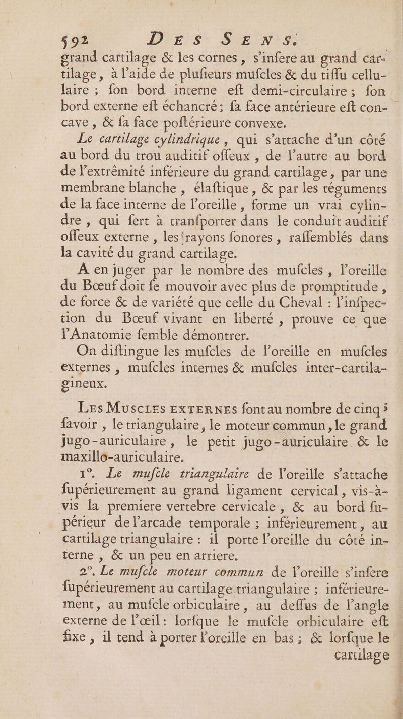 grand cartilage &amp; les cornes, s’infere au grand car- ulage, à l’aide de plufieurs mufcles &amp; du tiflu cellu- laire ; fon bord interne eft demi-circulaire ; fon cave , &amp; fa face poftérieure convexe. Le cartilage cylindrique , qui s'attache d’un côté au bord du trou auditif offeux , de l’autre au bord de l’extrêmité inférieure du grand cartilage, par une membrane blanche , élaftique , &amp; par Les téguments de la face interne de l'oreille , forme un vrai cylin- dre , qui fert à tranfporter dans Le conduit auditif offeux externe , les ‘rayons fonores , rafflemblés dans la cavité du grand cartilage. À en juger par le nombre des mufcles, l'oreille du Bœuf doit fe mouvoir avec plus de prompritude, de force &amp; de variété que celle du Cheval : linfpec- ton du Bœuf vivant en liberté , prouve ce que l’Anatomie femble démontrer. On diftingue les mufcles de loreille en mufcles externes , mufcles internes &amp; mulcles inter-cartila- gineux. Les Musczes EXTERNES fontau nombre de cinq ÿ Avoir , le triangulaire, le moteur commun, le grand jugo-auriculaire, le petit jugo-auriculaire &amp; le maxillo-auriculaire. 1° Le mufcle triangulaire de oreille s'attache fupérieurement au grand ligament cervical, vis-à- vis [a premiere vertebre cervicale, &amp; au bord fu- périeur de l’arcade temporale ; inférieurement, au cartilage triangulaire : il porte l'oreille du côté in- terne , &amp; un peu en arriere. 2°, Le mufcle moteur commun de Voreille s’infere fupérieurement au cartilage triangulaire ; inférieure- ment, au mufcle orbiculaire, au deffus de l’angle 8 externe de l'œil: lorfque le mufcle orbiculaire eft cartilage