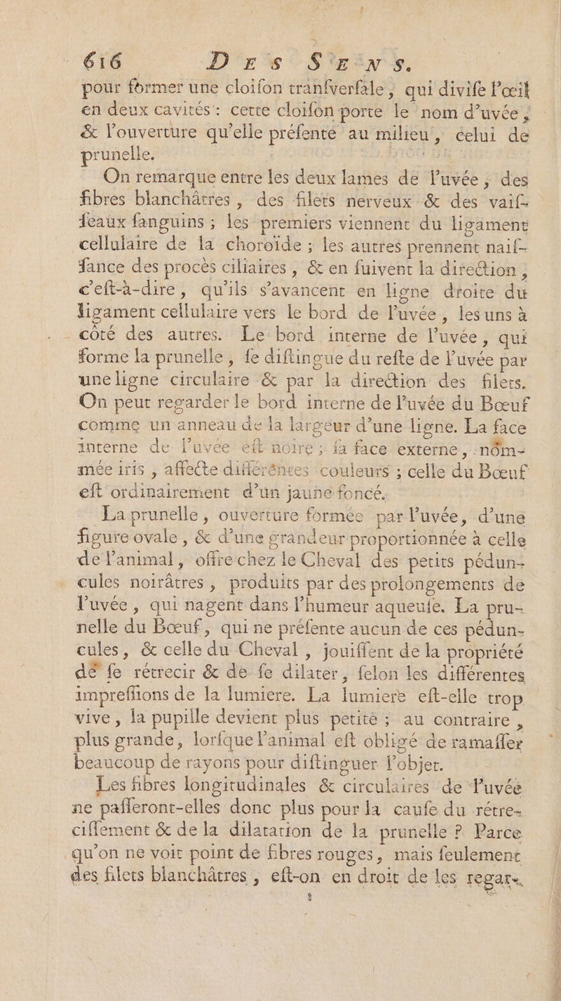 pour fbrmer une cloifon tran{verfale , qui divife Pœil en deux cavités: cette cloïifon porte le nom d’uvée ; &amp; l'ouverture qu’elle préfenté au milieu, celui de prunelle. | | | DTOCr HE 4 On remarque entre les deux lames de luvée, des fibres blanchâtres, des filets nerveux &amp; des vaif. eaux fanguins ; les premiers viennent du ligament cellulaire de la choroïde ; les autres prennent naif- ance des procès ciliaires , &amp; en fuivent la diredtion, c'eft-a-dire, qu'ils s’avancent en ligne droite du ligament cellulaire vers le bord de luvée , les uns à côté des autres. Le bord interne de l’uvée, qui forme la prunelle , fe diftingue du refte de l’uvée par une ligne circulaire &amp; par la direction des filets. On peut regarder le bord interne de l’uvée du Bœuf comme un anneau de la largeur d’une ligne. La face interne de luvée eft noire ; {à face externe, n9m- mée iris , affecte difiéréntes couleurs ; celle du Bœuf eft ordinairement d’un jaune foncé. | La prunelle, ouverture formée par l’uvée, d’une figure ovale , &amp; d’une grandeur proportionnée à celle de l’animal, offre chez le Cheval des petits pédun- cules noirâtres , produits par des prolongements de l'uvée , qui nagent dans l’humeur aqueufe. La pru- nelle du Bœuf, qui ne préfente aucun de ces édén, cules, &amp; celle du Cheval , jouiffent de la propriété impreflions de la lumiere. La lumiere eft-elle trop vive, la pupille devient plus petité ; au contraire, plus grande, lorlque l'animal eft obligé de ramafler beaucoup de rayons pour diftinguer l’objer. Les fibres longitudinales &amp; circulaires de Fuvée ne pafleront-elles donc plus pour la caufe du rétre- cifflement &amp; de la dilatation de la prunelle ? Parce qu'on ne voit point de fibres rouges, mais feulement des filets blanchâtres , eft-on en droit de les regars, ÿ “ ee
