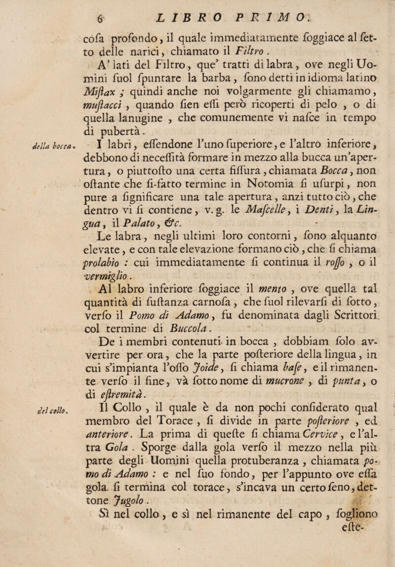della bocca • del collo » '6: LIBRO P R IMO. co fa profondo, il quale immediatamente foggiace al Tet¬ to delle narici, chiamato il Filtro . A’ lati del Filtro , que' tratti dì labra, ove negli Uo¬ mini fuol fpuntare la barba, fono detti in idioma latino Miftax ; quindi anche noi volgarmente gli chiamarne, muflaccì > quando fien elfi però ricoperti di pelo , o di quella lanugine , che comunemente vi nafce in tempo di pubertà . I labri, efiendone l’unofuperiore,e l’altro inferiore, debbono di neceflìtà formare in mezzo alla bucca un'aper¬ tura , o pi ut torto una certa firtura , chiamata Bocca, non ottante che fi-fatto termine in Notomia fi ufurpi, non pure a lignificare una tale apertura, anzi tutto ciò, che dentro vi fi contiene , v, g. le Mafcèlle, i Denti, la Lìn¬ gua , il Palato y &c. Le labra, negli ultimi loro contorni, fono alquanto elevate, e con tale elevazione formano ciò, che fi chiama prolahio : cui immediatamente fi continua il rojjo , o il vermiglio. Al labro inferiore foggiace il mento , ove quella tal quantità di fuftanza carnofa , che fuol rilevarfi di fotto, verfo il Pomo dì Adamo, fu denominata dagli Scrittori, col termine di Buccola.. De i membri contenuti-in bocca , dobbiam folo av¬ vertire per ora, che la parte pofteriore della lingua, in cui s'impianta Torto Joìde, fi chiama hafe, e il rimanen¬ te verfo il fine, và fotto nome di mucrone , di punta , o di efiremkà. — II Collo , il quale è da non pochi confiderato qual membro del Torace , fi divide in parte posteriore , ed anteriore. La prima di quefte fi chiama Cervice > e l'al¬ tra Cola . Sporge dalla gola verfo il mezzo nella più parte degli Uomini quella protuberanza , chiamata po¬ mo di Adamo : e nel fuo fondo, per l'appunto ove erta gola fi termina col torace, s'incava un certo fono, det¬ tone Jugo lo. Sì nei collo, e sì nel rimanente del capo , fogliono ■?■'■■■> erte-