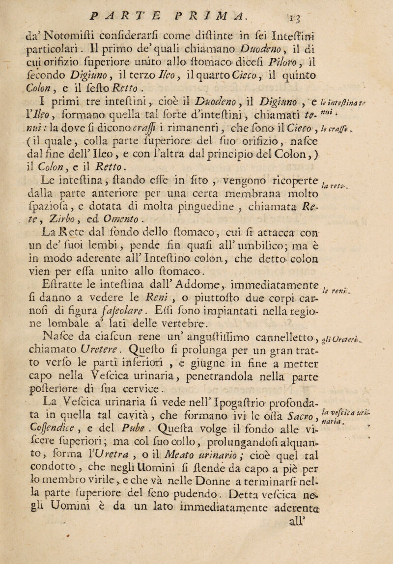 PARTE FRI M A. da5 Notomifti confiderarfi come diftinte in fei Inteftim particolari. Il primo deJ quali chiamano Duodeno, il di cui orifizio fuperiore unito allo ftomaco dicefi Piloro, il fecondo Digiuno > il terzo Ileo y il quarto Cieco y il quinto Colon , e il fedo Retto . ; I primi tre in teli ini cioè il Duodeno > il Digiuno , e le Iuteft in a t<? Ylleoy formano quella tal forte dhnteftmi, chiamati te- nui * nuì : la dove fi diconocruffi i rimanenti , che fono il Cieco y kcrapa ( il quale, colia parte iuperiore del fuo orifizio, nafce dal fine dell Ileo, e con faltra dal principio delColon,) il Colon, e il Retto. Le inteftina, ftando effe in fito , vengono ricoperte la dalla parte anteriore per una certa membrana molto fpaziofa, e dotata di molta pinguedine , chiamata Re¬ te , Zirbo , ed Omento . LaR e te dal fondo dello fiomaco, cui fi attacca con un de' fuoi lembi, pende fin quali alf timbilico; ma è in modo aderente alf inteftina colon, che detto colon vien per elfa unito allo ftomaco. Eftratte le inteftina dalf Addome, immediatamente , J / $ Y g fi $ : fi danno a vedere le Rem , o piattello due corpi c ar¬ iteli di figura fapolare. Eifi fono impiantati aella regio¬ ne lombale a’ lati delle vertebre. Nafce da ciafcun rene un’ angufiiifimo cannellett©., &nura<ri.. chiamato Uretere. Quello fi prolunga per un gran trat¬ to verfo le parti inferiori , e giugne in fine a metter capo nella Vefcica urinaria , penetrandola nella parte polteriore di fua cervice. - La Vefcica urinaria fi vede nell’Ipogaflrio profonda¬ ta in quella tal cavità, che formano ivi le olla Sacro Javef‘icaur& Cejjendke , e del Pube . Quella volge, il fondo alle vi- fcere fuperiori; ma col fuo collo, prolungandoli alquan¬ to, forma l’Uretra , o il Meato urinario ; cioè quel tal condotto , che negli Uomini fi ftende da capo a piè per lo membro virile, e che và nelle Donne a terminarli nel¬ la parte Iuperiore del feno pudendo. Detta vefcica ne¬ gli Uomini e da un lato immediatamente aderente all’