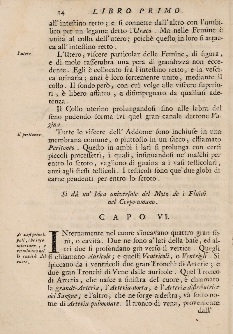 l'utero. il peritoneo N 14 L I B R 0 P R 1 M 0. all' inteftino retto e fi connette dall altro con Fumbi- lico per un legame detto XUraco . Ma nelle Femine è unita al collo» deir utero ; poiché quella in loro fi attac¬ ca all' in tettino retto... L'Utero, vifcere particolar delle Femine, di figura e di mole rafiembra una pera di grandezza non ecce¬ dente . Egli è collocato fra Finteflino retto, e la vefci- ca urinaria ; anzi è loro fòrtemente unito, mediante il collo. Il fondo però, 5 con cui volge alle vifcere fu per io- ri ? è libero affatto > e difimpegnato da qualfiafi ade¬ renza . Il Collo uterino prolungandoli fino alle labra del feno pudendo forma ivi quel gran canale dettone Va¬ gina . Tutte le vifcere dell3 Addome fono inchiule in ima membrana comune > o piuttofto in un fiacco, cftiaraato Peritoneo . Quello in ambi i lati fi prolunga con certi piccoli procelfetti, i quali,., infirmandoli ne'malchi per entro lo fcroto, vagliarla di guaina a i vali teftkolari, anzi agli lleffi tetticeli. I telticoli Iona que.3 due globi di carne pendenti per entro lo fcroto.. Si dà un Idea universale del Moto de 1 Fluidi rìsi Co rpo- umano... C A P O VI. de va/ìprinci¬ pali , thè inco mi nei ano , e terminano nel. tuore Nternamente nel cuore s incavano quattro gran5 le¬ ni > o cavità. Due ne fono a' lati della baie, ed al- _tri due fi profondano giù verfo il vertice . Quegli h cavità del fa chiamano Aurìcole ; e quelli Ventrìcoli ,. o Ventrìgli Si fpiccano da i ventricoli due gran Tronchi di Arterie ; e due gran i ronchi di Vene dalle auricole . Quel Tronco di Arteria,, che nafee a finittra del cuore,.è chiamato la grande- Arteria, F Arteria-aorta,, e FArteria dìfìrìb ut rie e del Sangue e Faterò, che ne forge a: delira, và (otto no¬ me di Arteria pulmonare. Il tronco di vena, proveniente;