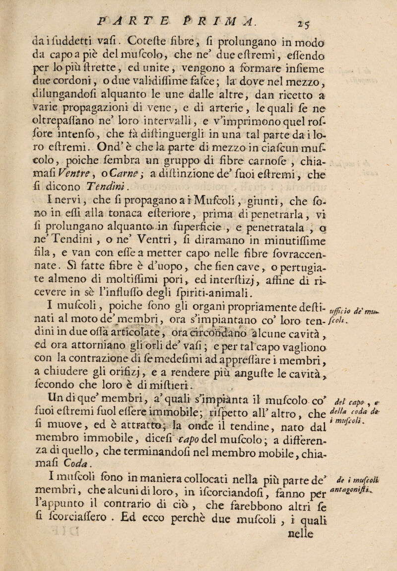 da i iuddetti vafi. Cotefte fibre x fi prolungano in modo da capo a piè del mufcolo, che ne' due eftremi, effendo per lopiuftrette, ed unite, vengono a formare infieme due cordoni, odue validifiìme fafce; k dove nel mezzo, dilungandofi alquanto le une dalle altre, dan ricetto a varie propagazioni di vene, e di arterie, le quali fe ne oltrepaffano ne’ loro intervalli, e v’imprimono quel rofi fore intenfo, che fà diftinguergli in una tal parte da i lo¬ ro eftremi. Ond’ è che k parte di mezzo in ciafcun muf- eolo, poiché fembra un gruppo di fibre camole , chia- mafi Ventre, oCarnei a diftinzionede'fuoi eftremi, che fi dicono Tendini. I nervi, che fipropagano ai Mufcoli, giunti, che fo¬ no in effi alla tonaca efteriore, prima di penetrarla, vi fi prolungano alquanto*.in fuperficie , e penetratala , o ne’Tendini , o ne’ Ventri, fi diramano in minutiflime fila, e van con effe a metter capo nelle fibre fovraccen- nate. Sì fatte fibre è d’uopo, che fien cave, opertugia¬ te almeno di molti filmi pori, edinterftizj, affine di ri¬ cevere in sè rinfluffò degli /piriti-animali. I mufcoli, poiché fono gli organi propriamente delti- nati al moto de’membri, ora s’impiantano co’ loro tea-fon¬ dini in due offa articolate, ora circóndand alcune cavità , ed ora attorniano gli orli de’ vali ; e per tal capo vagliono con la contrazione di lemedefimi ad appreflare i membri, a chiudere gli orifi/j, e a rendere più angufte le cavità, fecondo che loro è dimiftieri.. Un di que’ membri, a’ quali s’impiànta il mufcolo co’ M capo, «■ fuoi eftremi fuol effere immobile; rifletto all’ altro , che delu de' fi muove, ed è attratto;: la onde il tendine, nato dalimufetìi' membro immobile, dicefi-capo del mufcolo ; a differen¬ za di quello, che terminandoli nel membro mobile, chia¬ mali Coda. X limicoli fono in maniera collocati nella più parte de’ * mufcoìi membri, che alcuni di loro, in ifcorciandofi, fanno per l’appunto il contrario di ciò , che farebbono altri fe fi fcorciaffero . £d ecco perchè due mufcoli , i quali